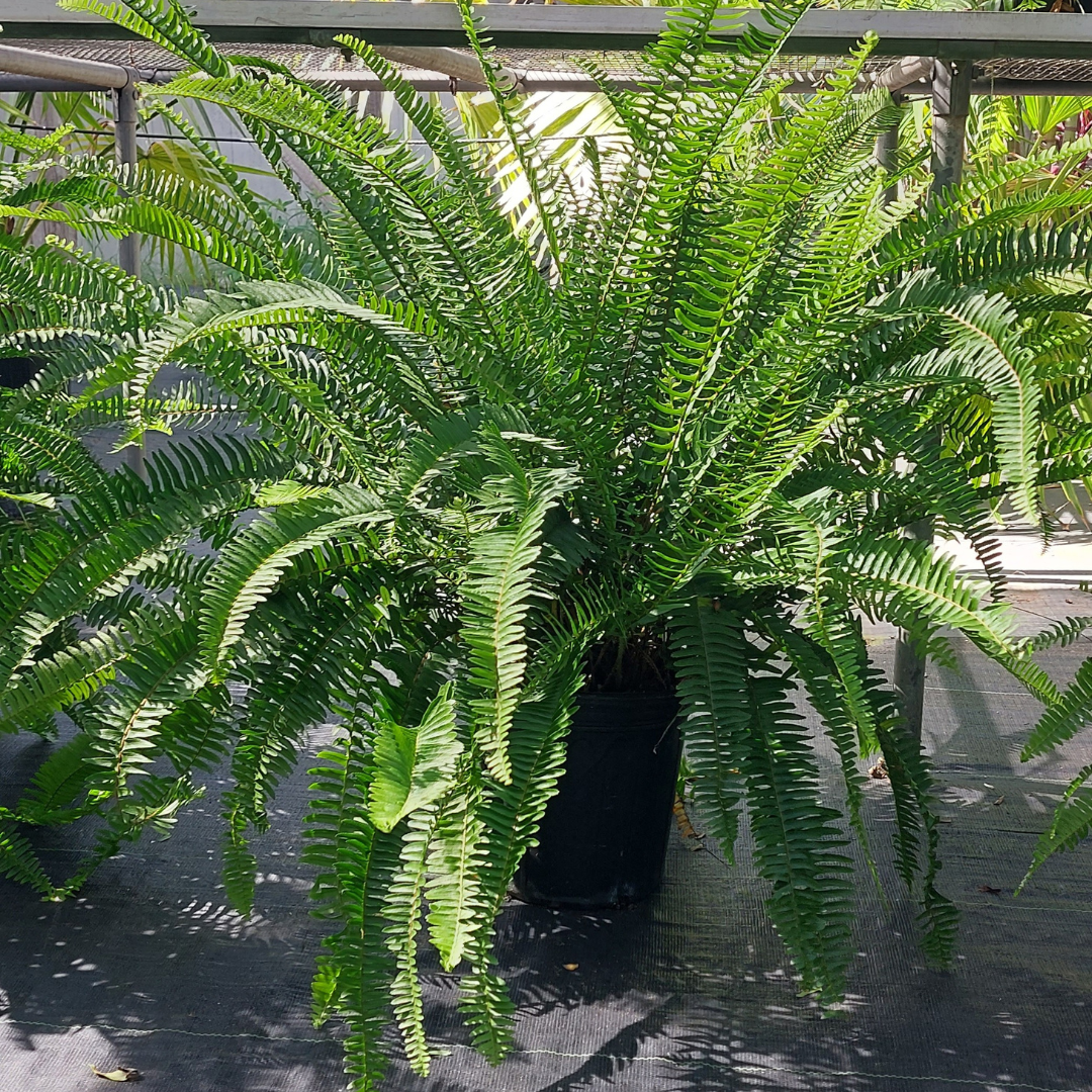Fern 
