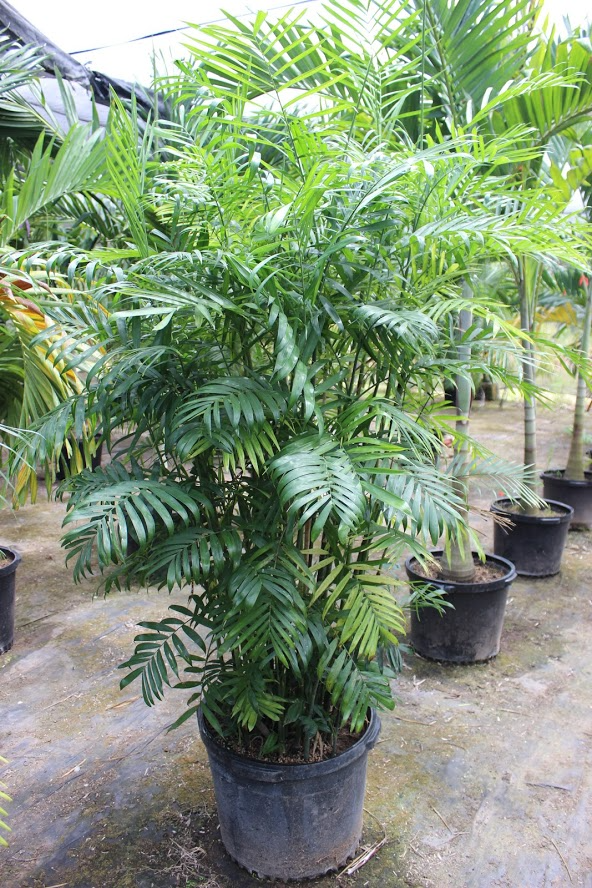 bamboo palm.png