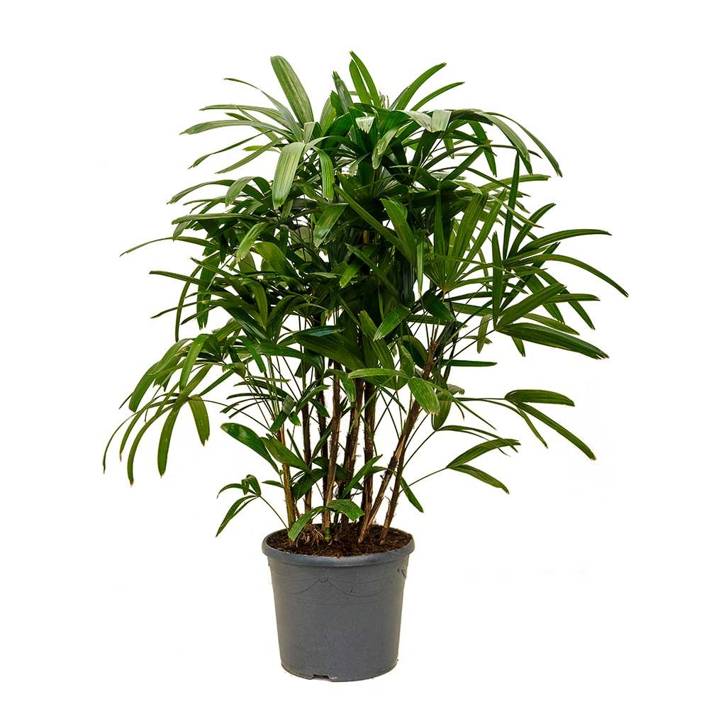 Rhapis-excelsa-Lady-Palm-XLarge.jpg