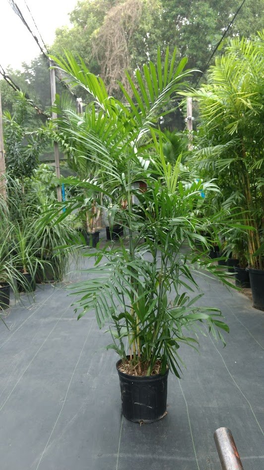 bamboo.jpg