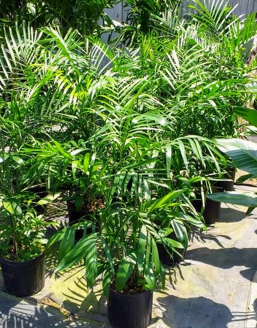 bamboopalm.jpg