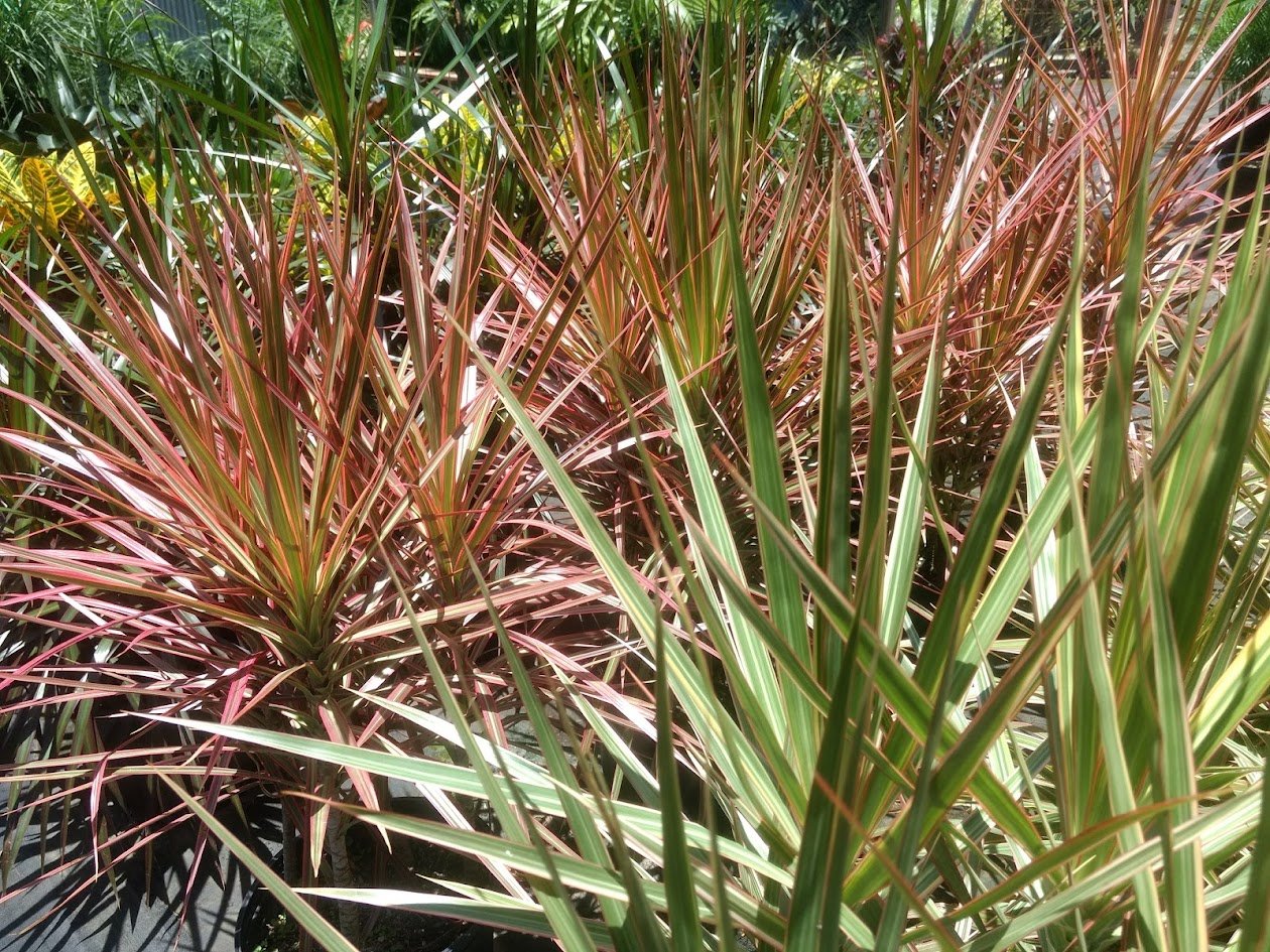 marginata.jpg