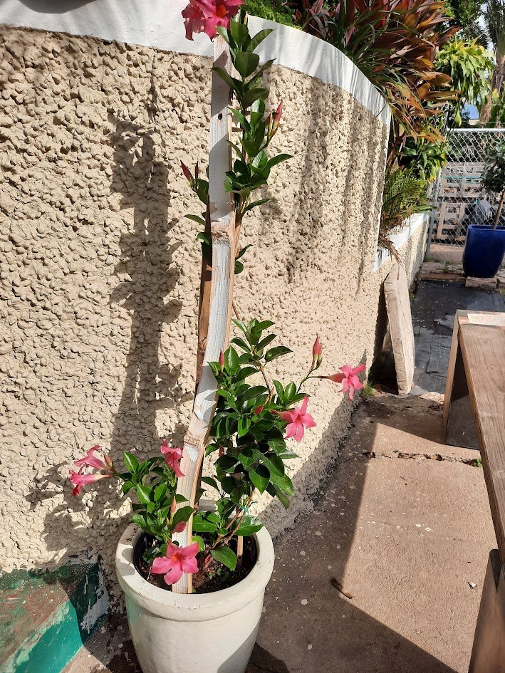 mandevilla.jpg