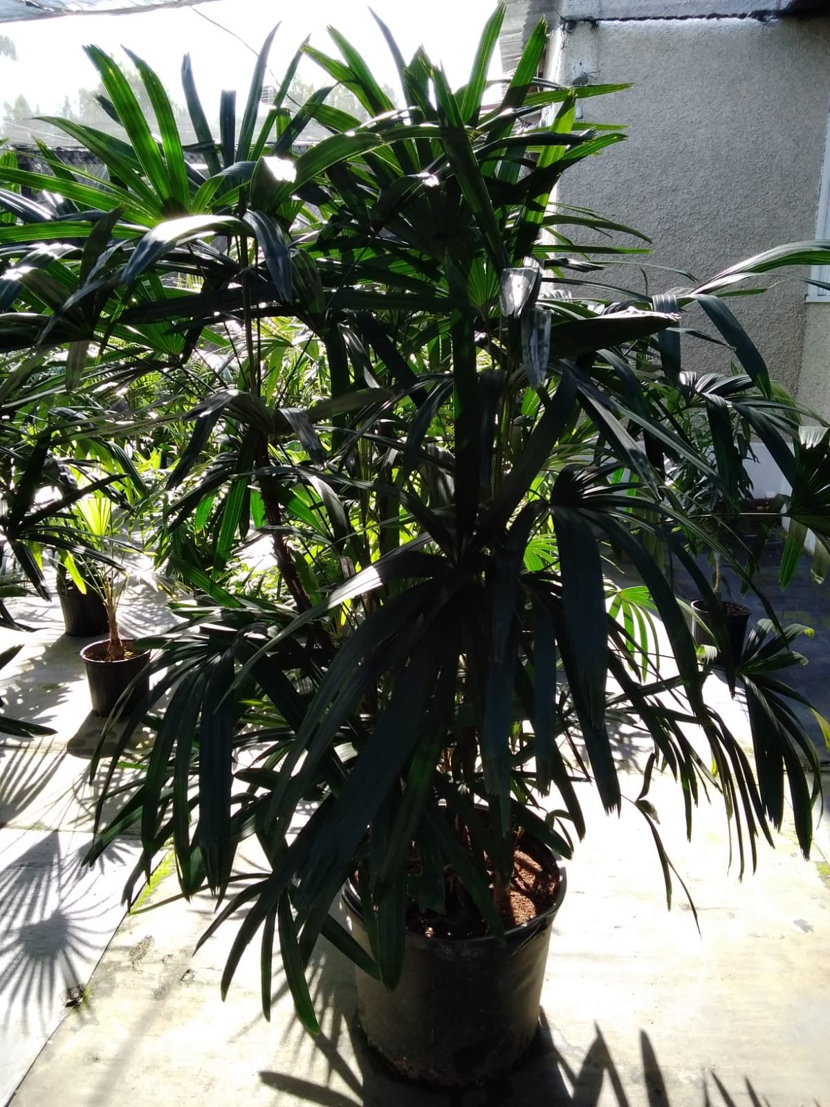 rhapis 14.jpg
