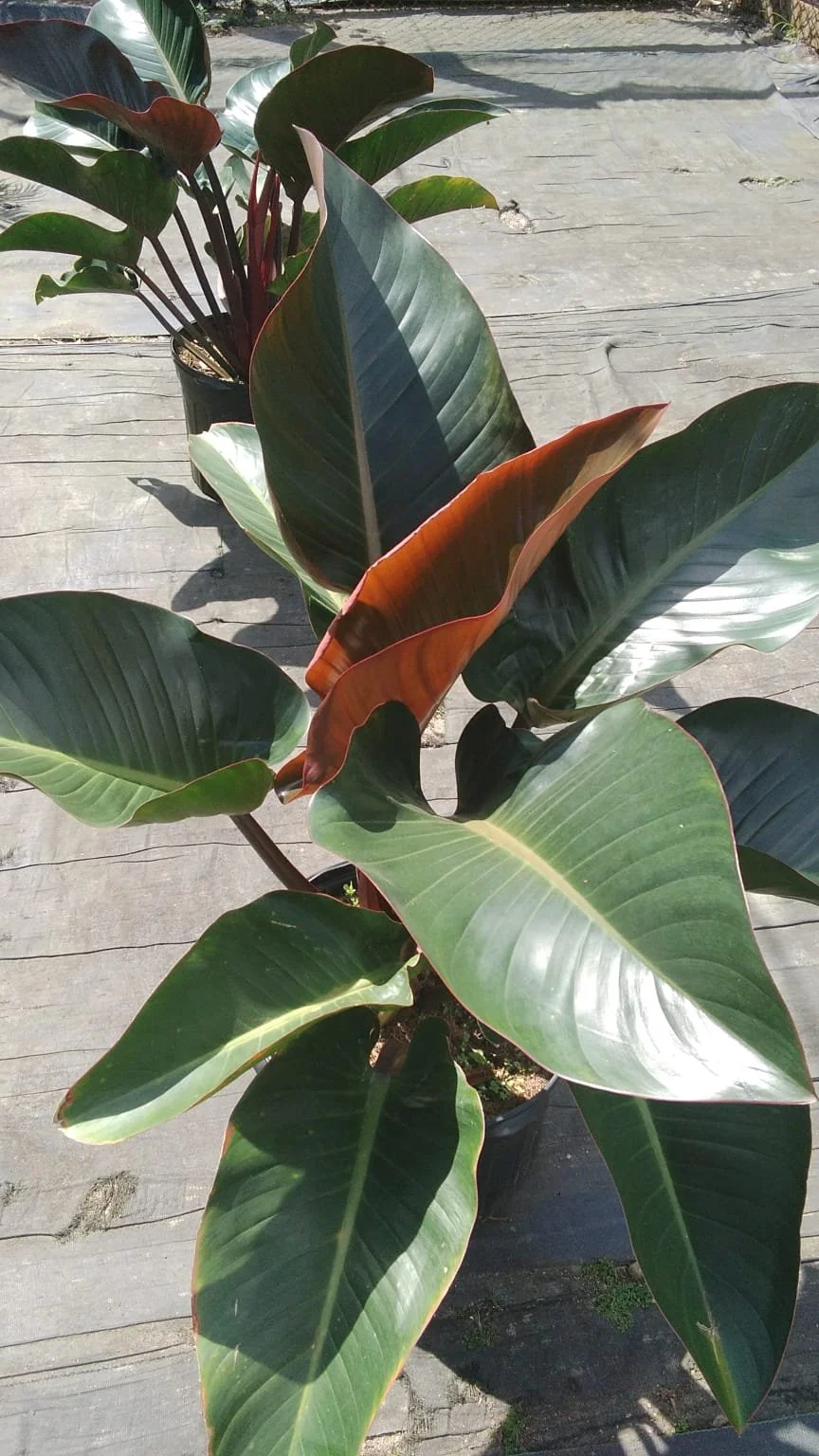 WhatsApp Image 2026-02-20 at 13.58.05.jpeg