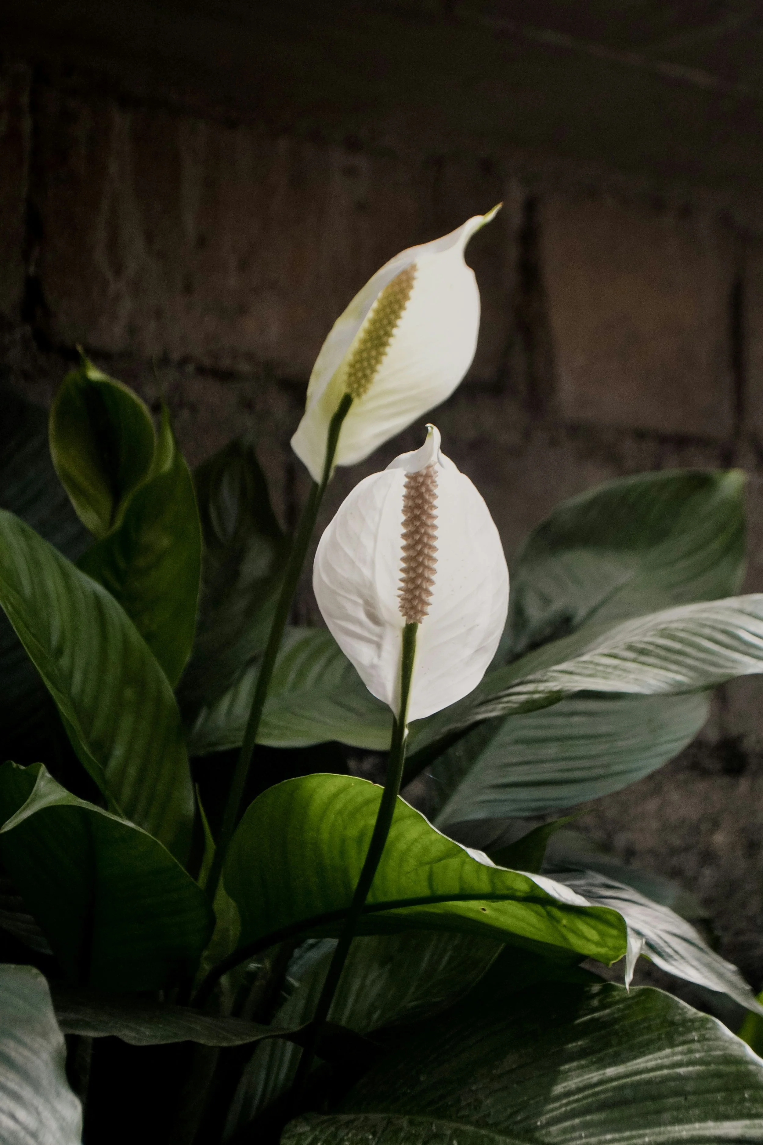 Spathiphyllum