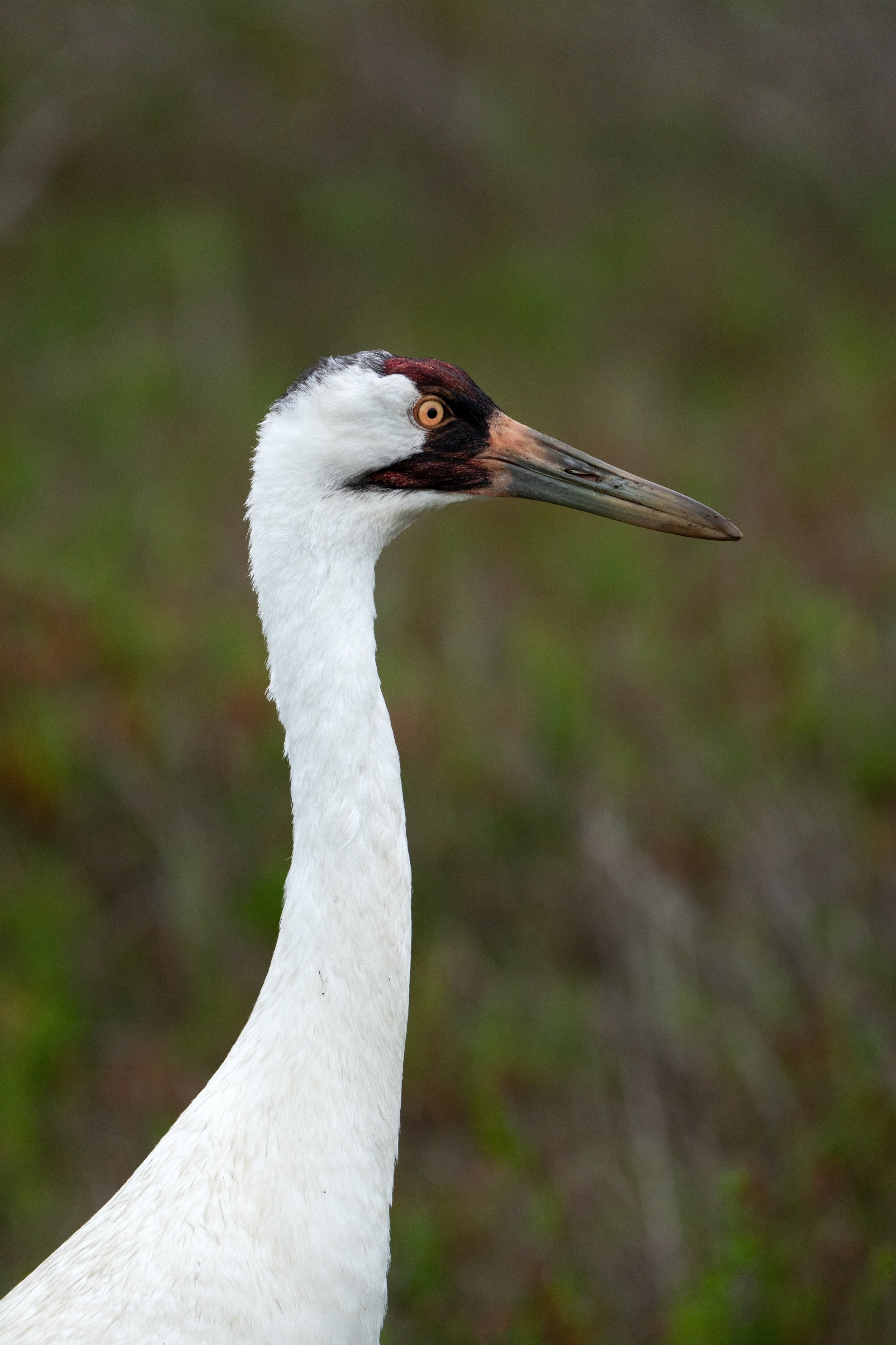 Whooping Crane portrait
