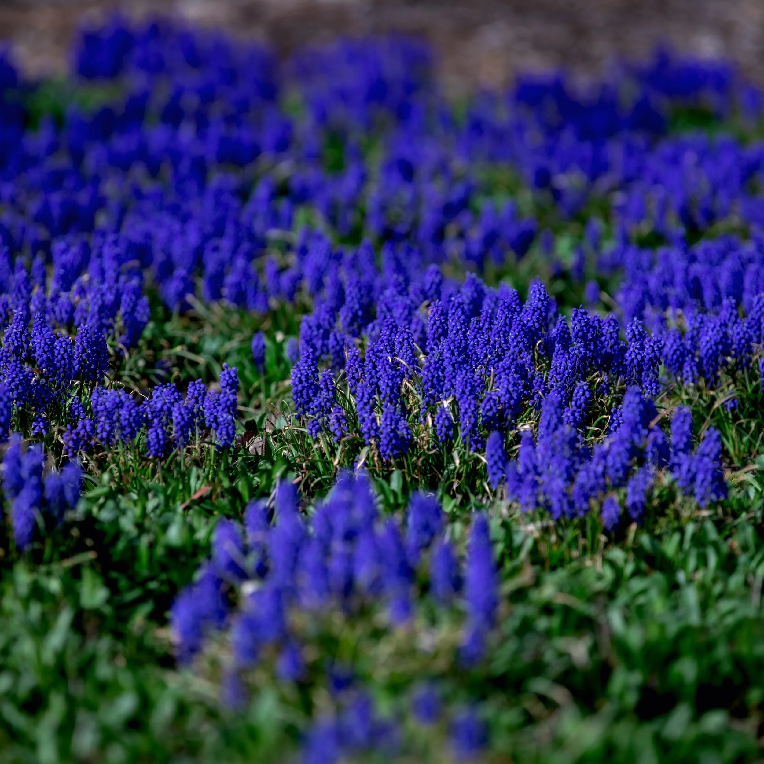 Un champ de petites fleurs violettes poussant en masse sur un sol vert