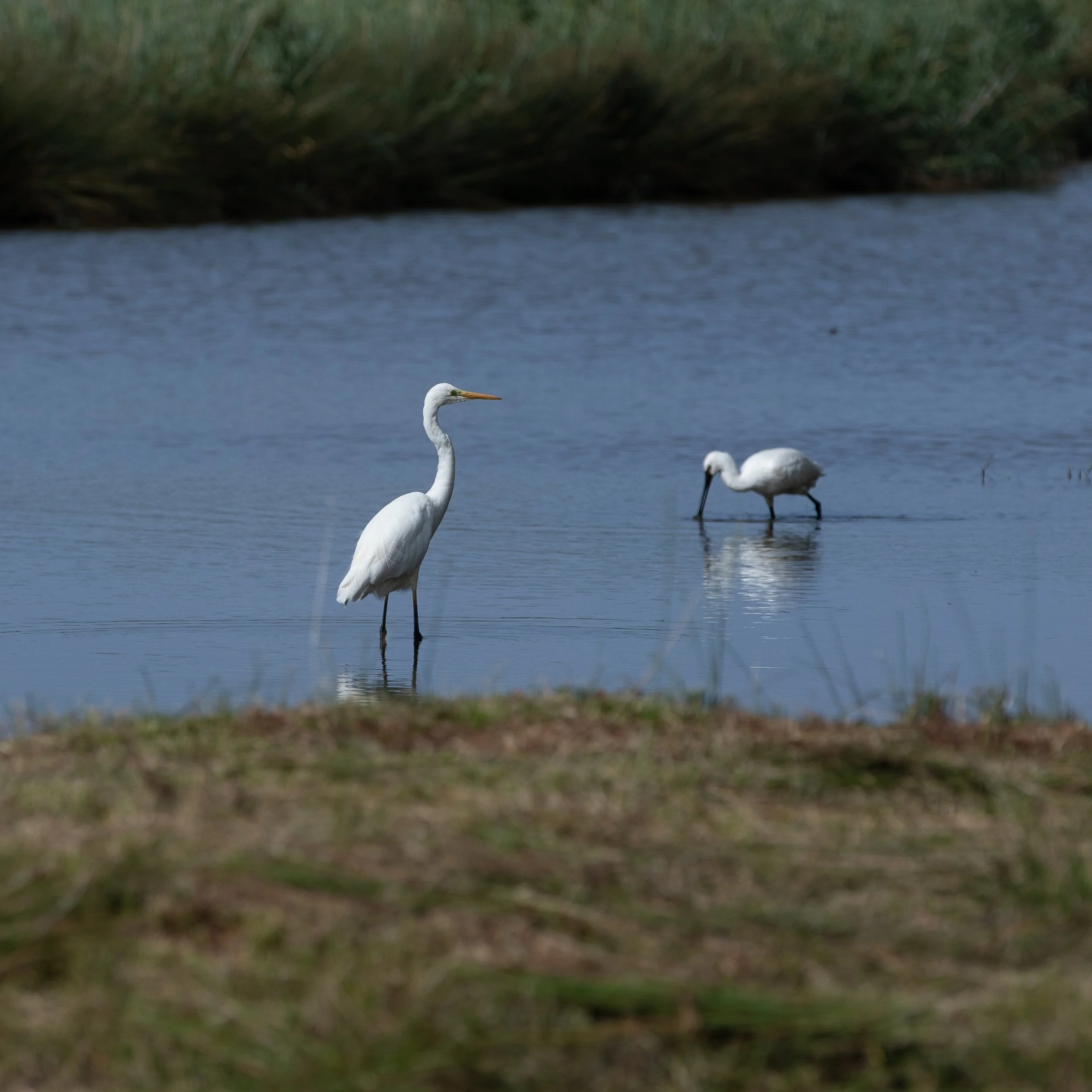 Deux ibis blancs dans un étang, avec la végétation en arrière-plan.
