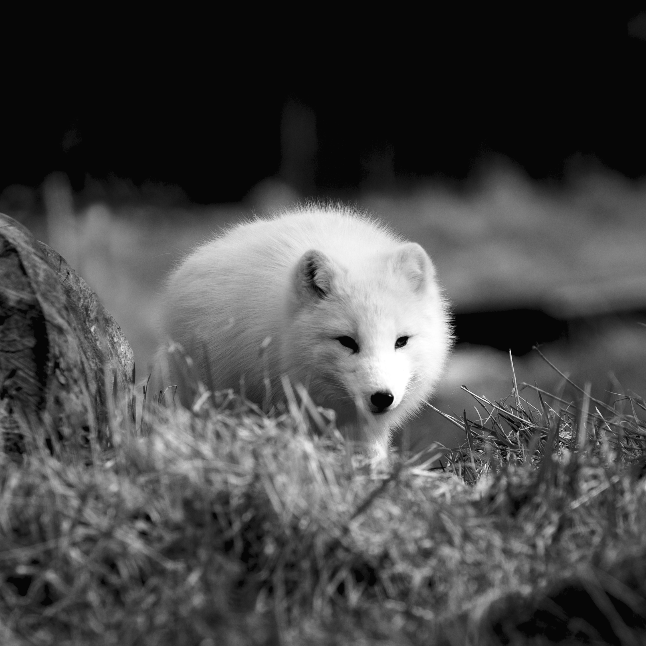Un renard polaire blanc dans la neige, en noir et blanc.