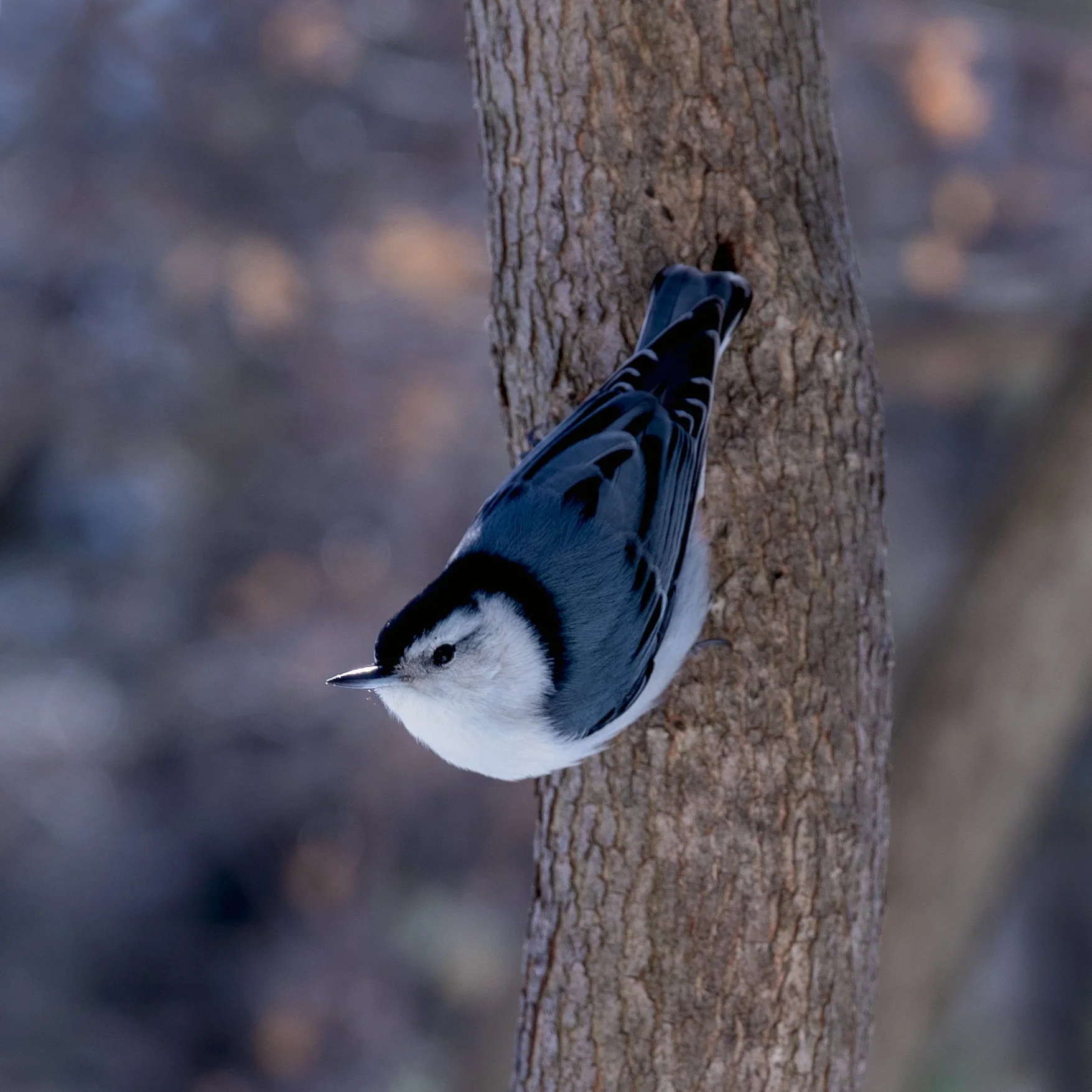 Un scree d'oiseau perché à l'envers sur un tronc d'arbre.