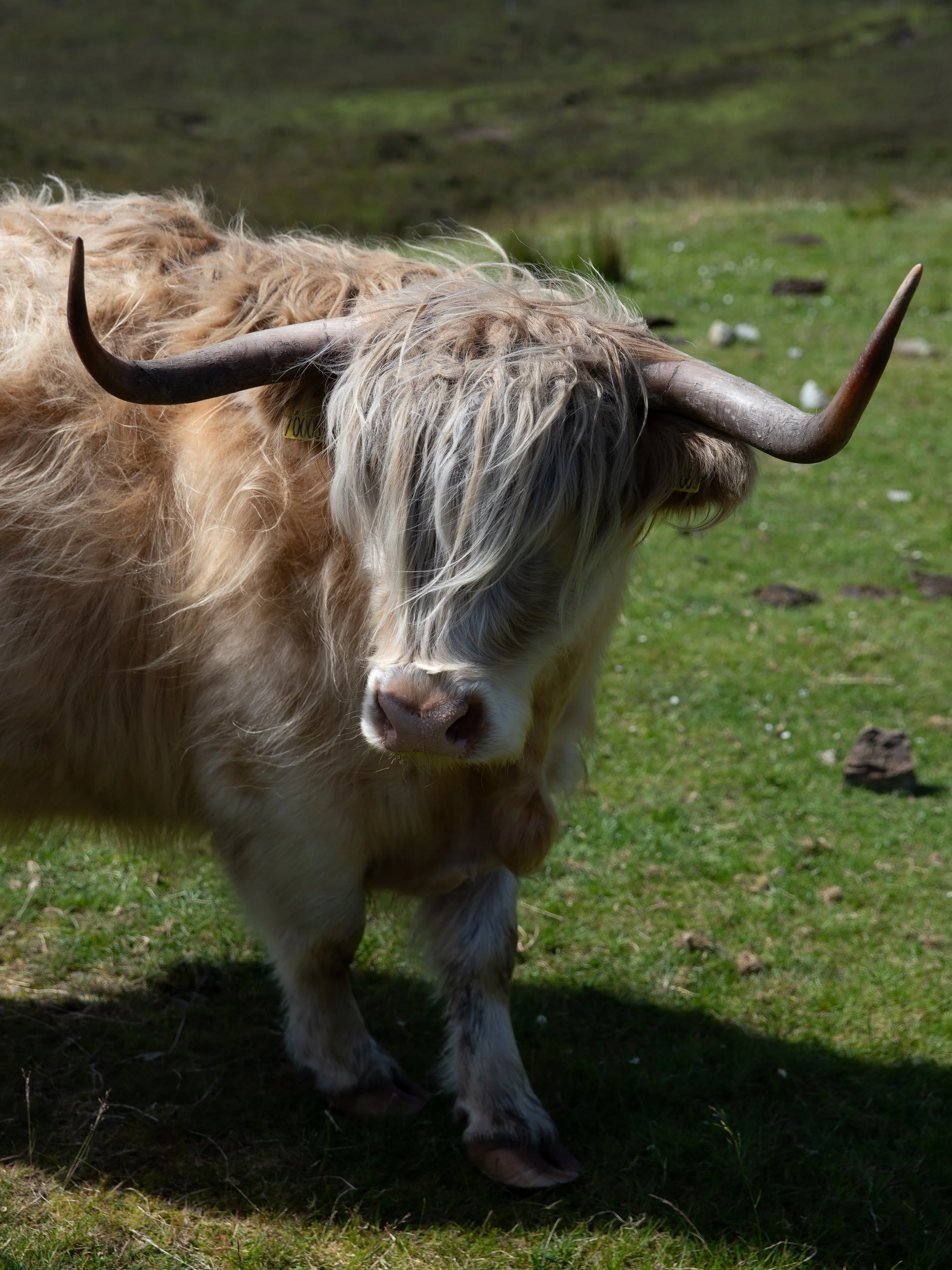 Un troupeau de moutons se trouve dans un pâturage vert, avec des collines en arrière-plan.