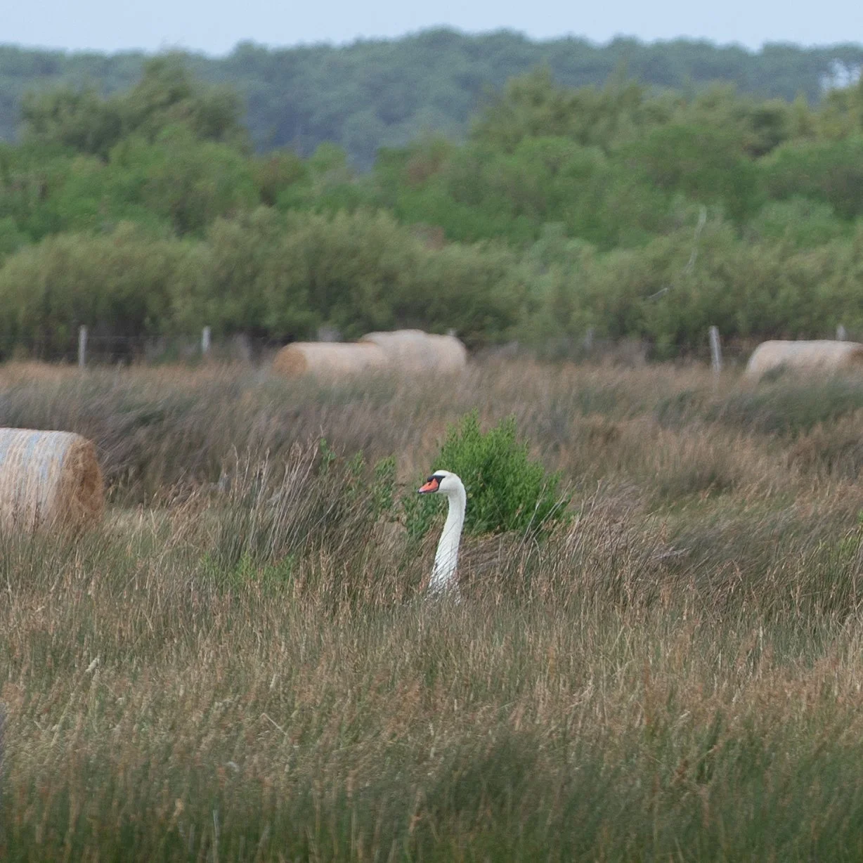 Cygne blanc dans un champ avec des herbes hautes, des bottes de foin roulées, des buissons et des arbres en arrière-plan.