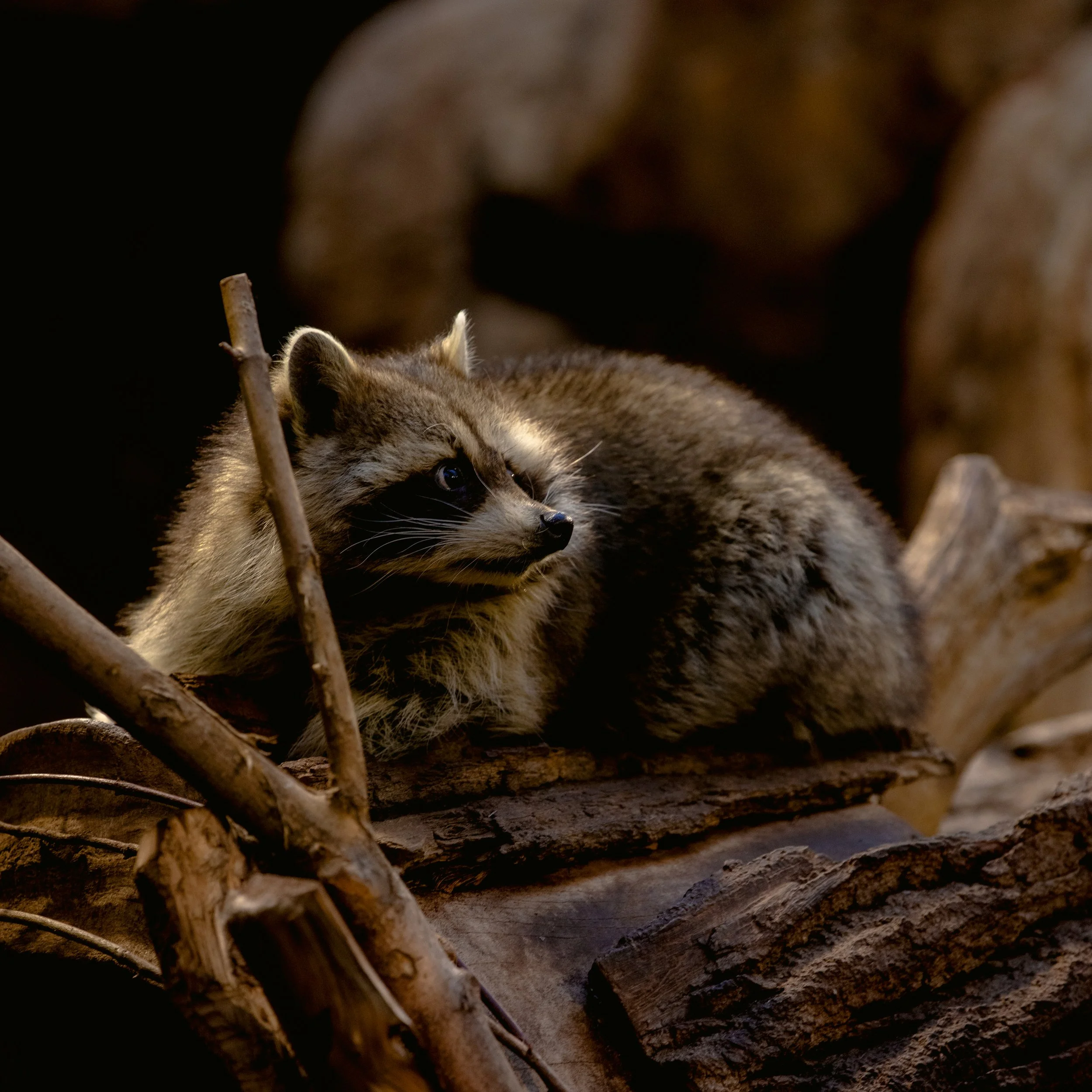 un raton laveur assis sur une branche en bois