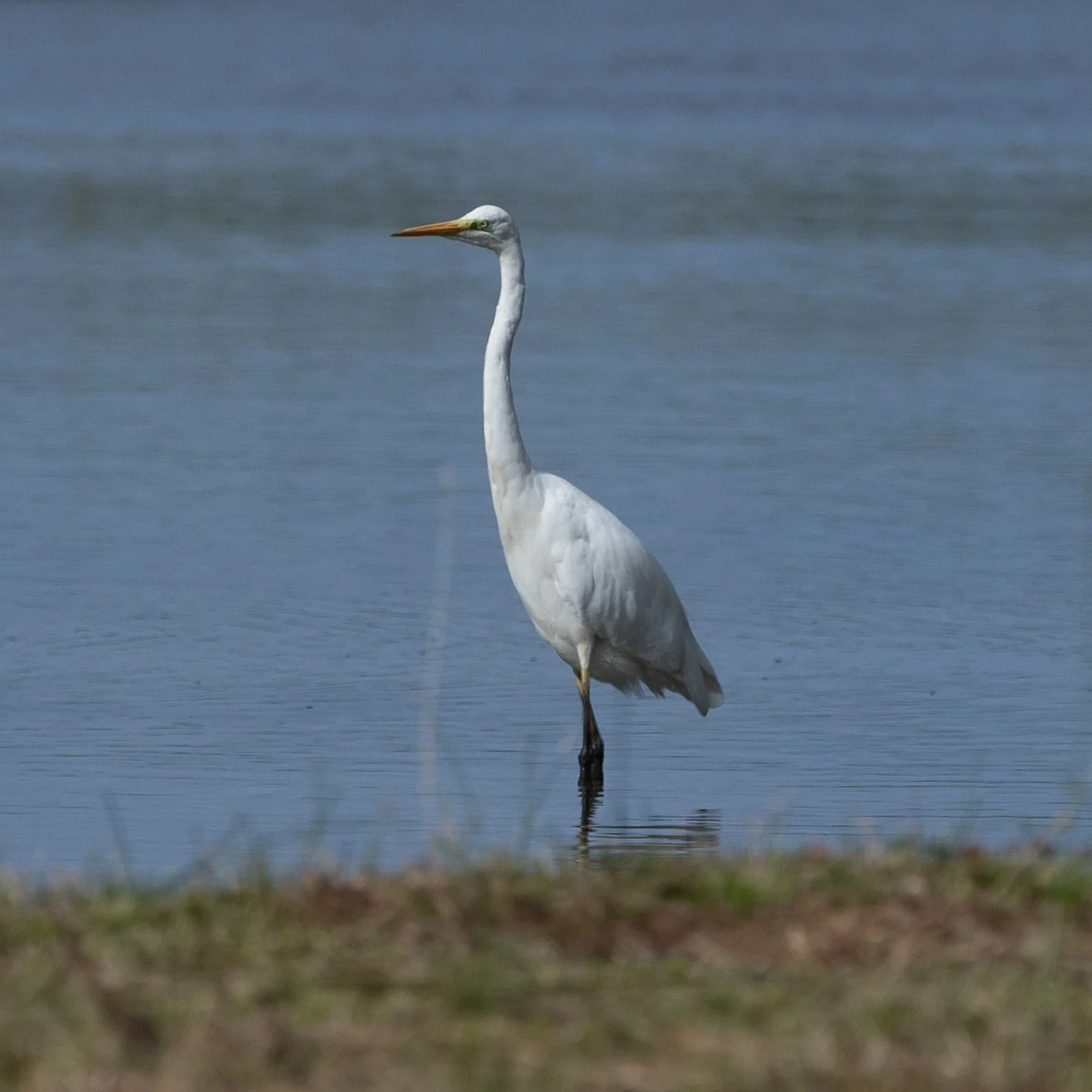Une grande aigrette blanche dans l'eau près de la rive.