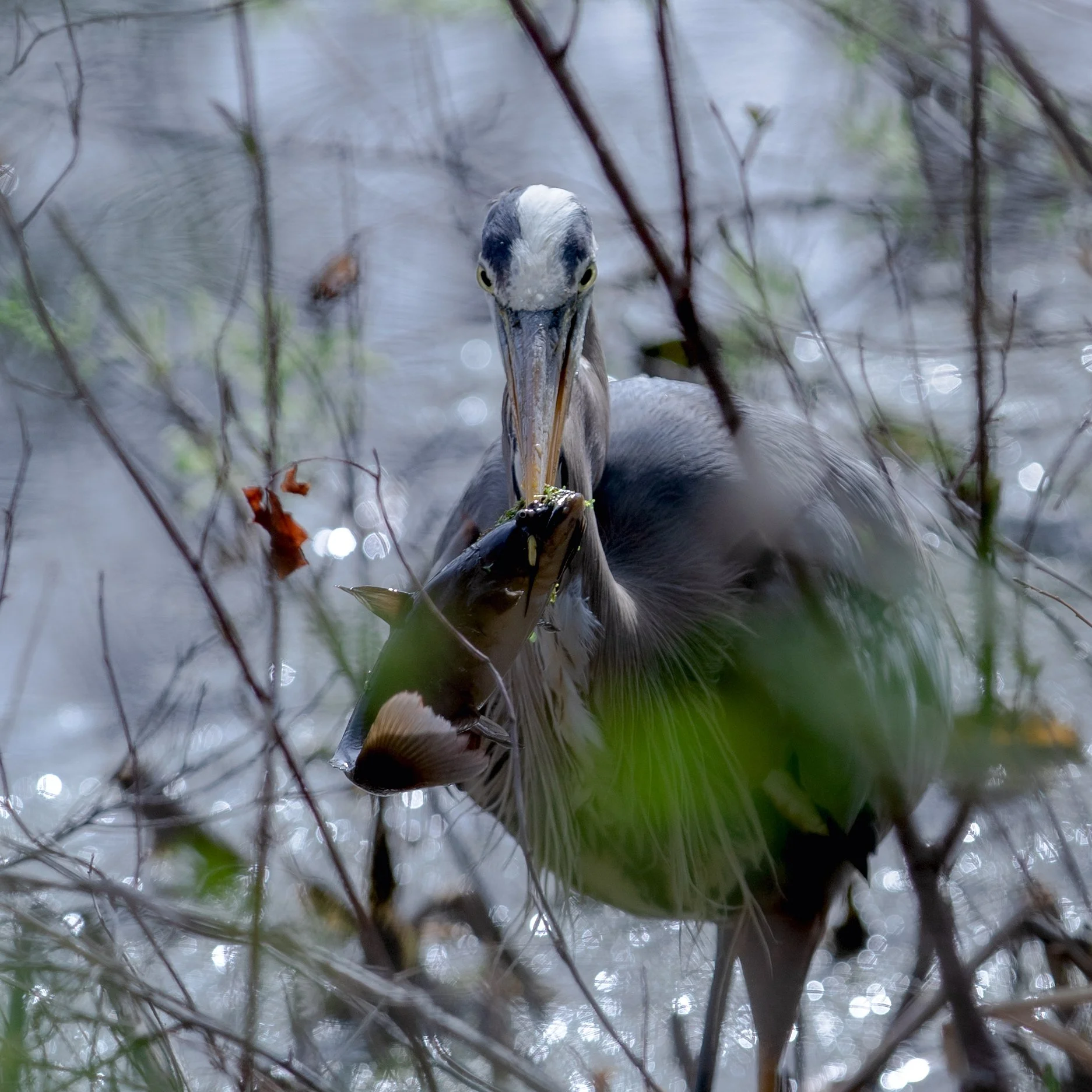 Un héron gris avec une tête blanche et un bec long tient un poisson dans son bec dans une zone humide avec des branches et de l'eau.