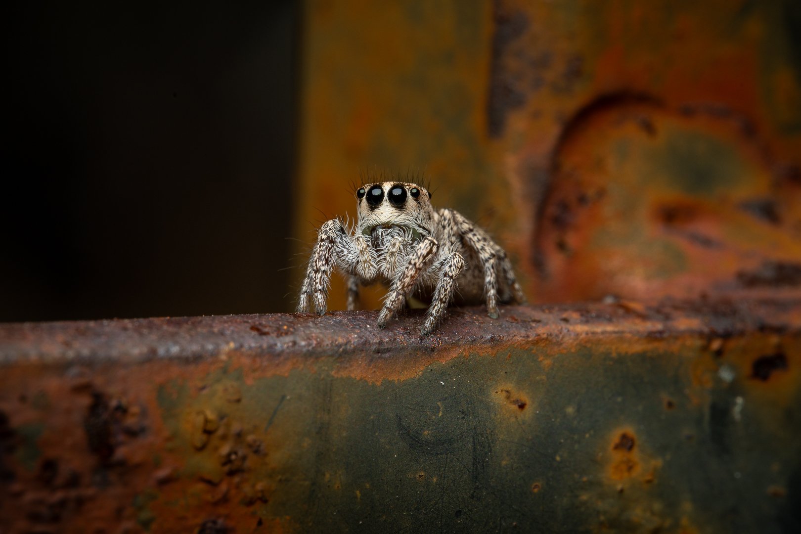 DSC_0707.jpg