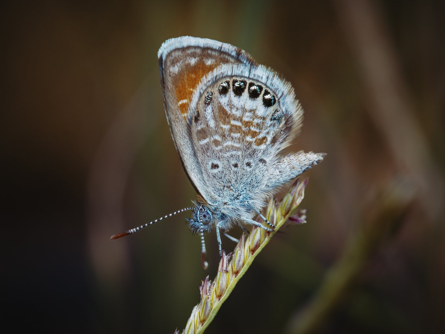 DSC_1758.jpg