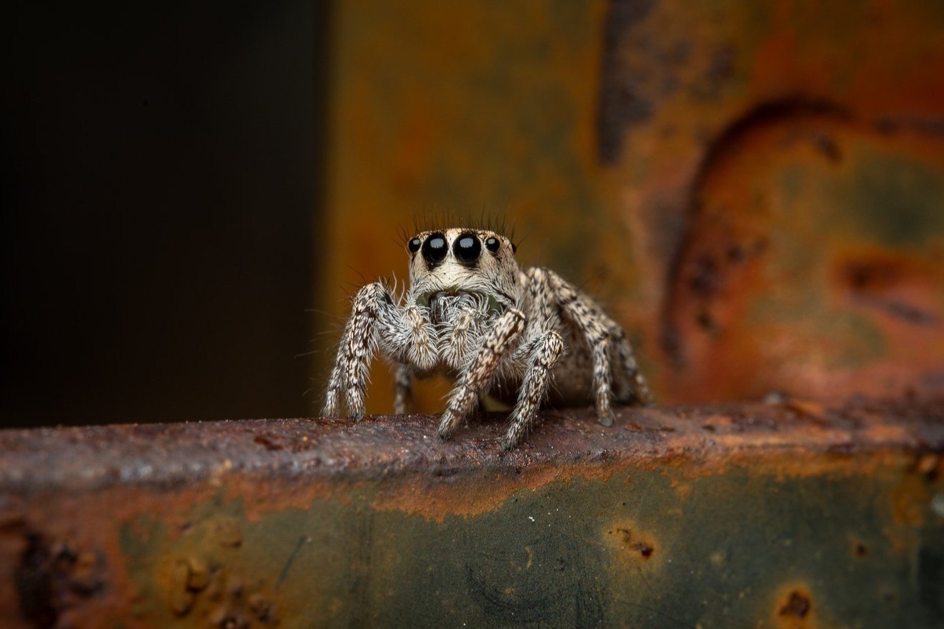 Bugs and other critters