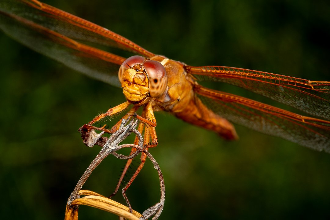 DSC_0601.jpg