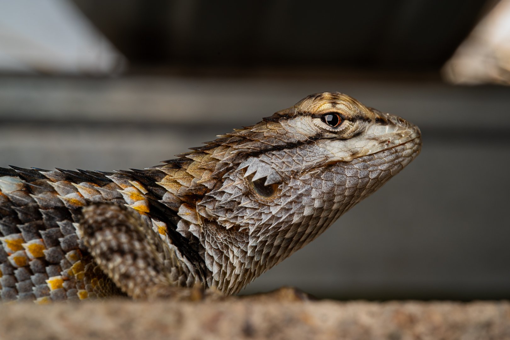 DSC_0654.jpg