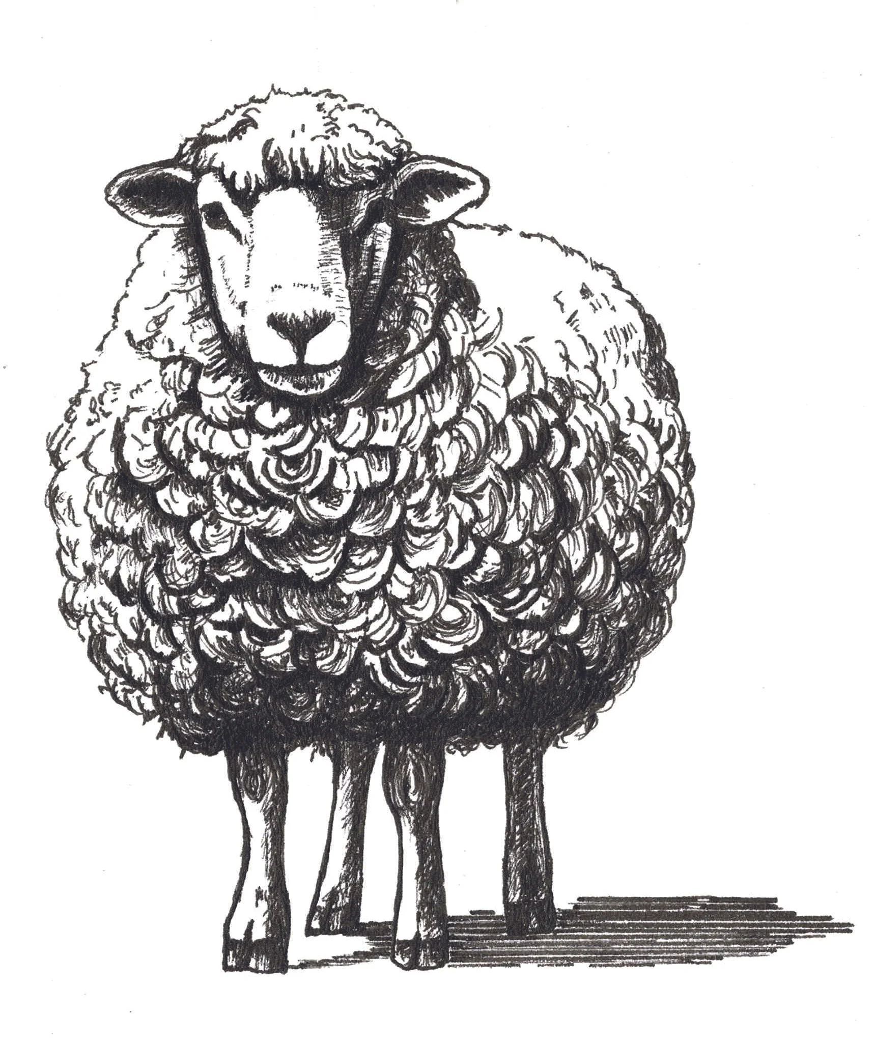 Black-and-white illustration of a sheep from Baa, Baa, Black Sheep in Rhyme & Reason.