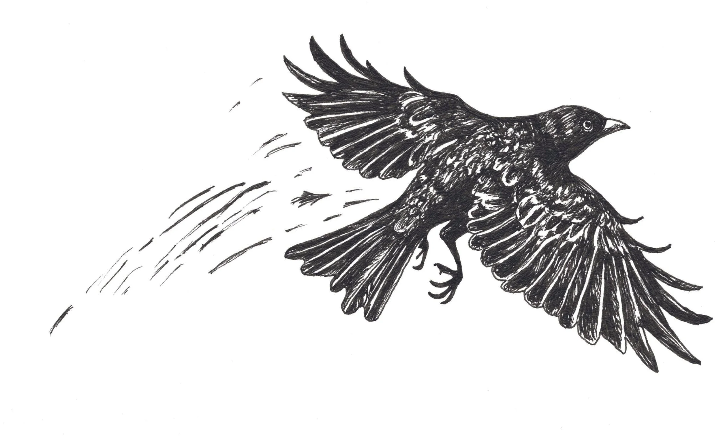 Black ink drawing of a bird in flight with detailed feathers, wings spread, and motion lines indicating movement.