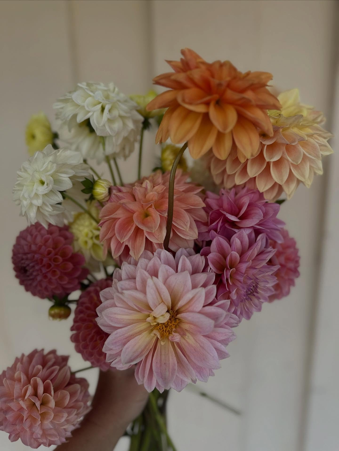 Loving my color pallette for dahlias this season. Hard to believe the season is coming to a close soon. Already can&rsquo;t wait for spring 🤪