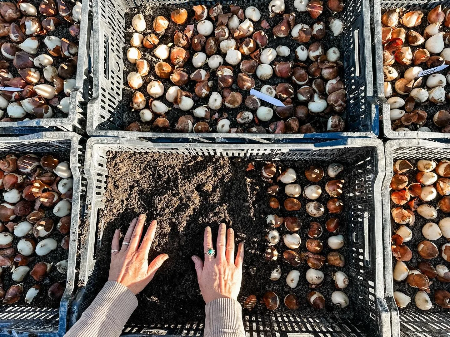 My first year growing tulips was a huge learning lesson. 90% failed! This year we are planting less varieties and ones that we know grew well last season. We are also trying the crate method. Fingers crossed we get a successful crop of tulips this sp