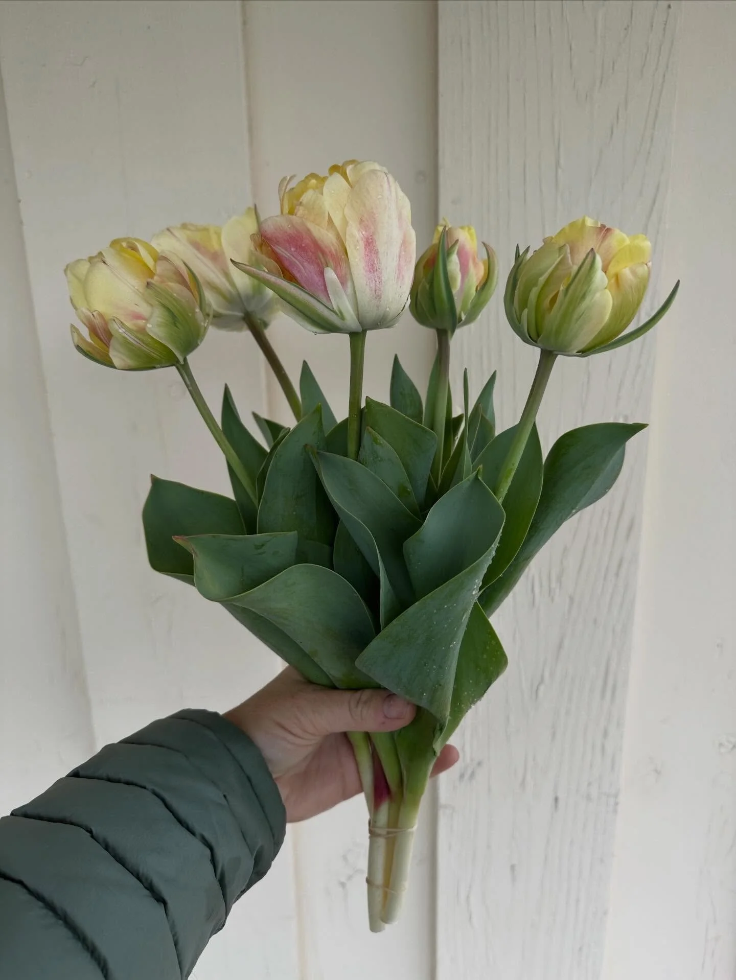 Flower spotlight this week. Hoping for a nice crop of these Cr&egrave;me Upstar double tulips this spring. What&rsquo;s your favorite tulip?