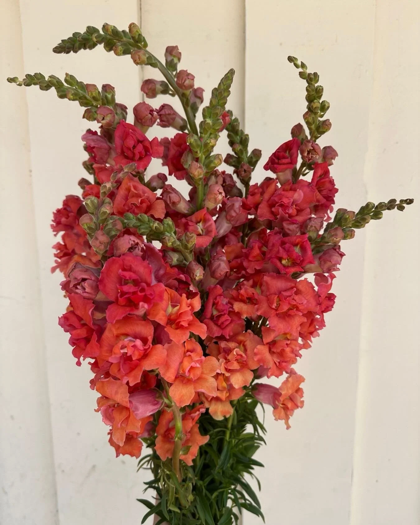 Flower spotlight this week is for madame butterfly snaps! I can&rsquo;t get enough and have planted 100 ft of snaps. I stick to Madame butterflies or Chantilly. The frilly petals make them extra special. Swoon 😍