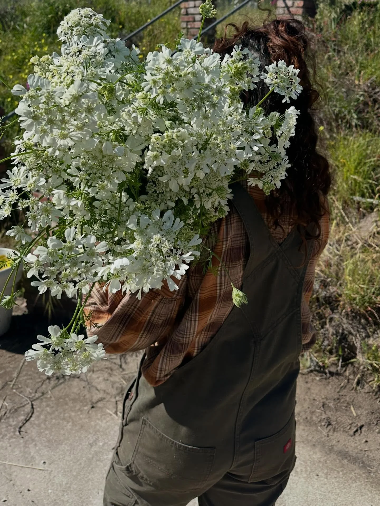 Orlaya is quickly stealing my heart. The flower sprays remind me of white lace and are so pretty 😍