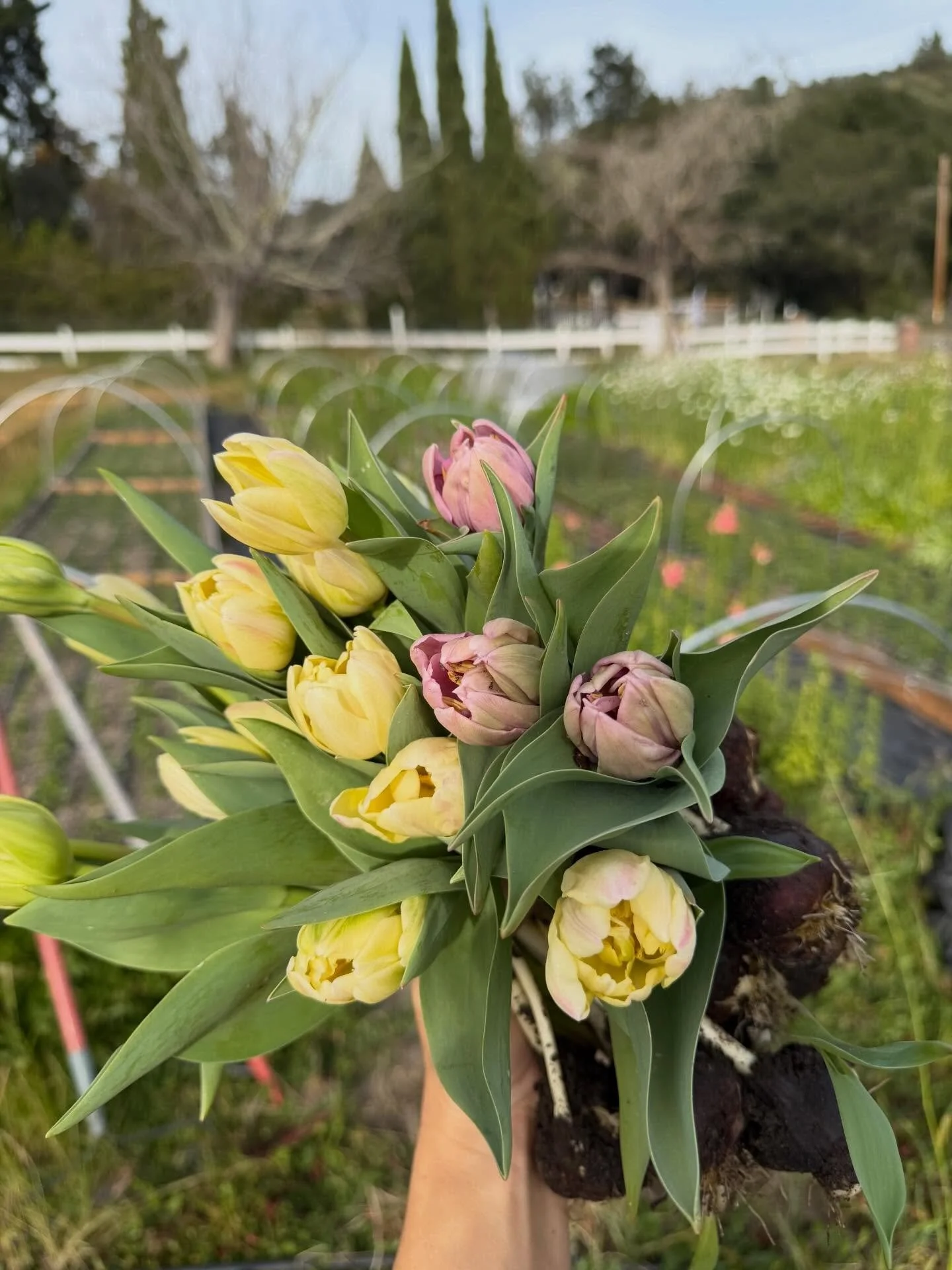 Last year I had 90% of my tulips fail. This year is looking significantly more promising so I had to document 🥳