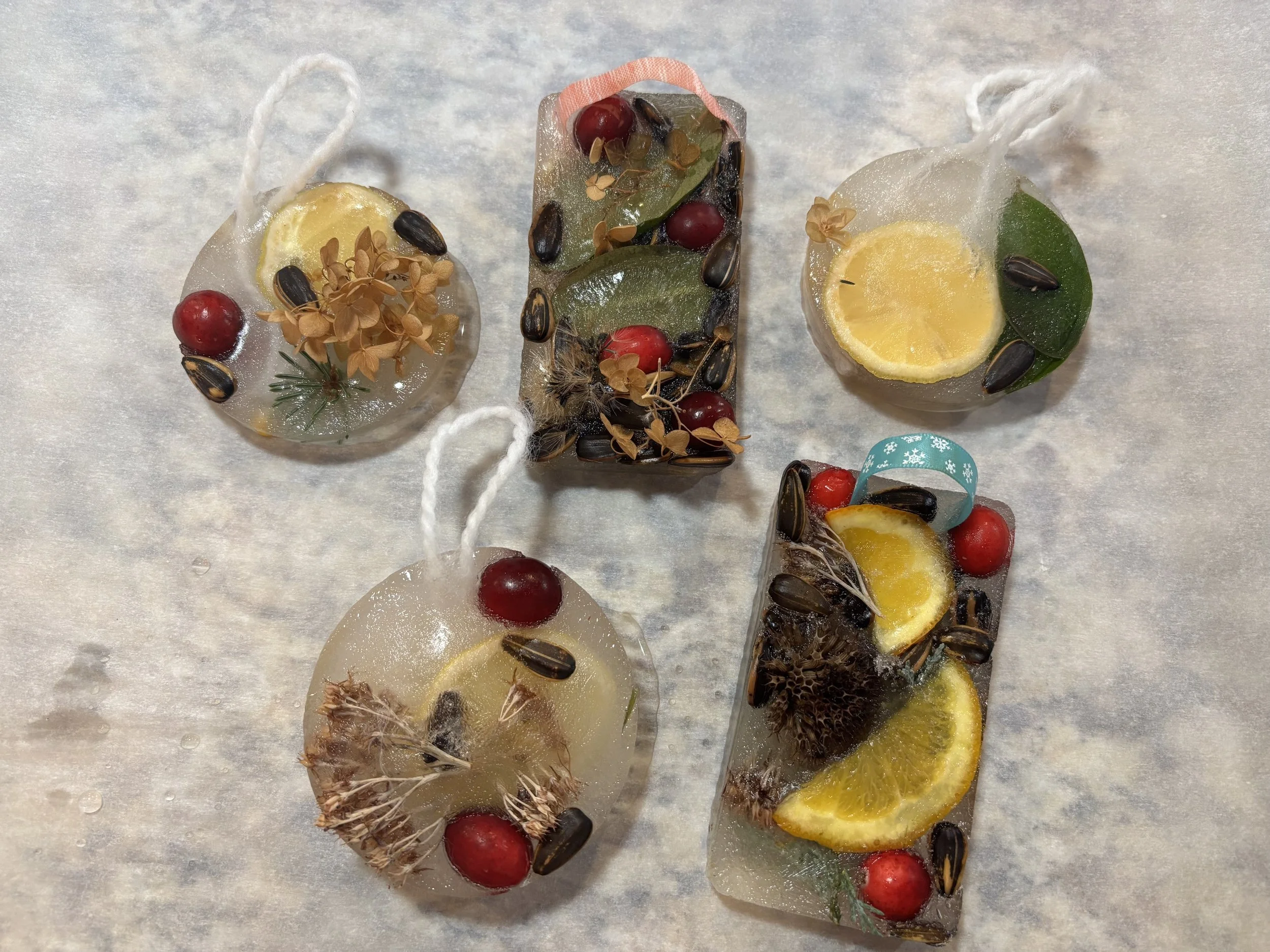 Five frozen feeder ornaments removed from their molds.  Two are long rectangle, three are round.  All are made from cranverries, sunflower seeds, citrus slices and dried flowers.