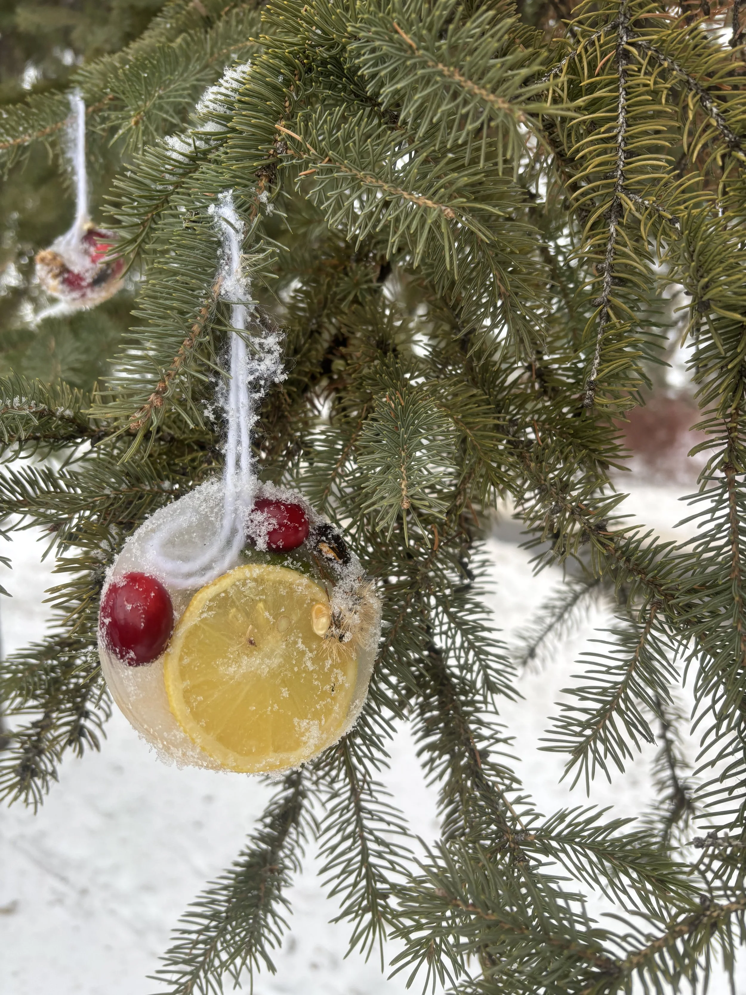 A frozen feeder ornament made with citrus, cranberries, and popcorn hanging from a pine branch