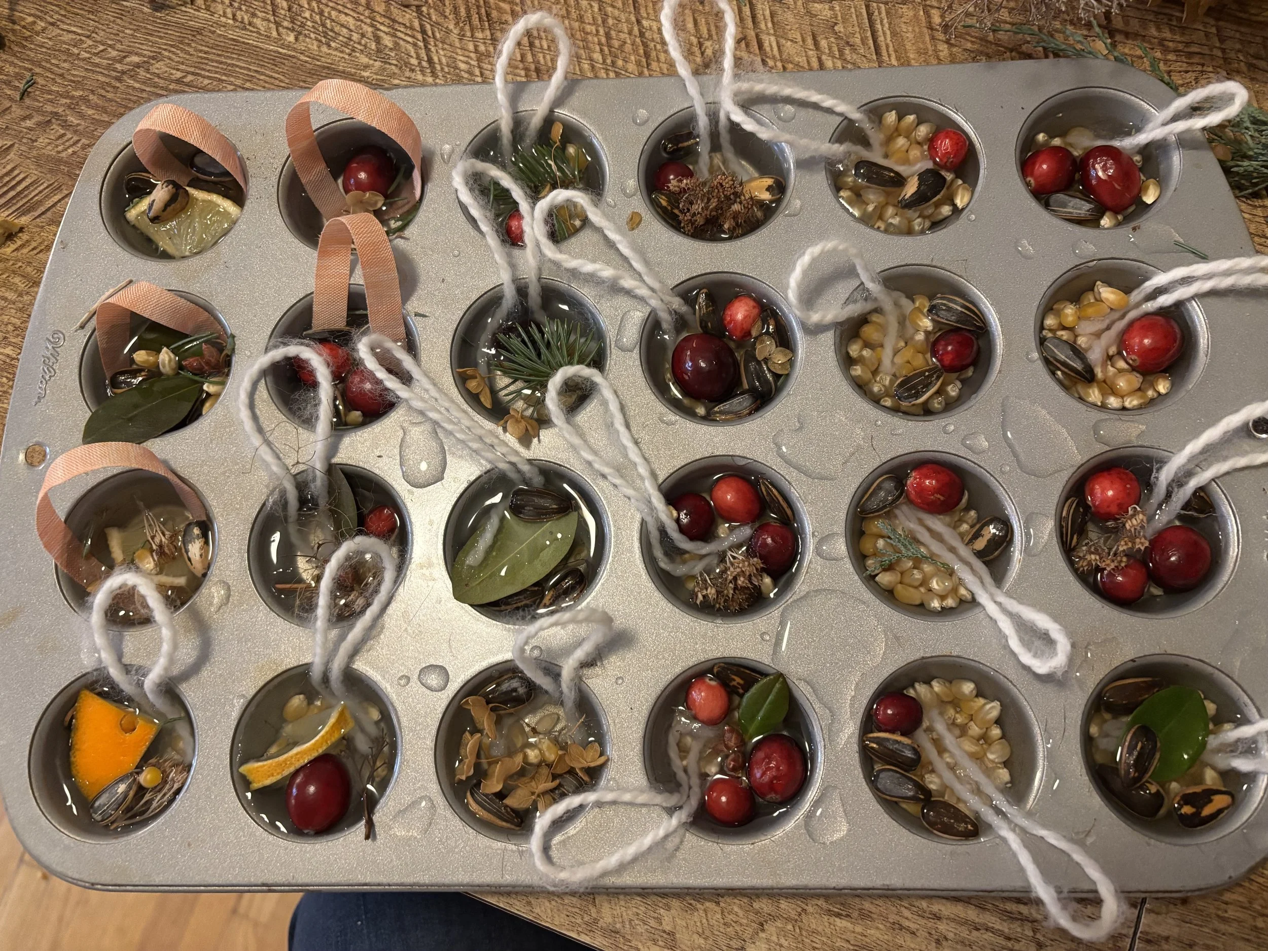 A mini muffin pan filled with water and natural items before freezing them into ornaments. Each cell has a piece of yarn or ribbon inserted which will freeze in place to become a hanger.