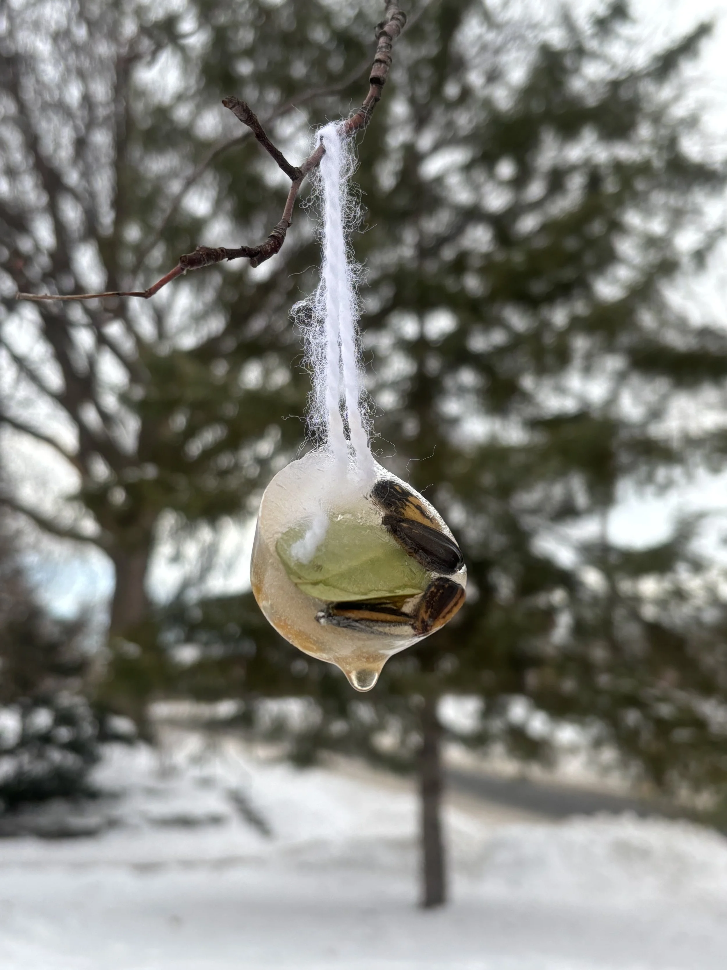 A frozen feeder ornament starting to melt