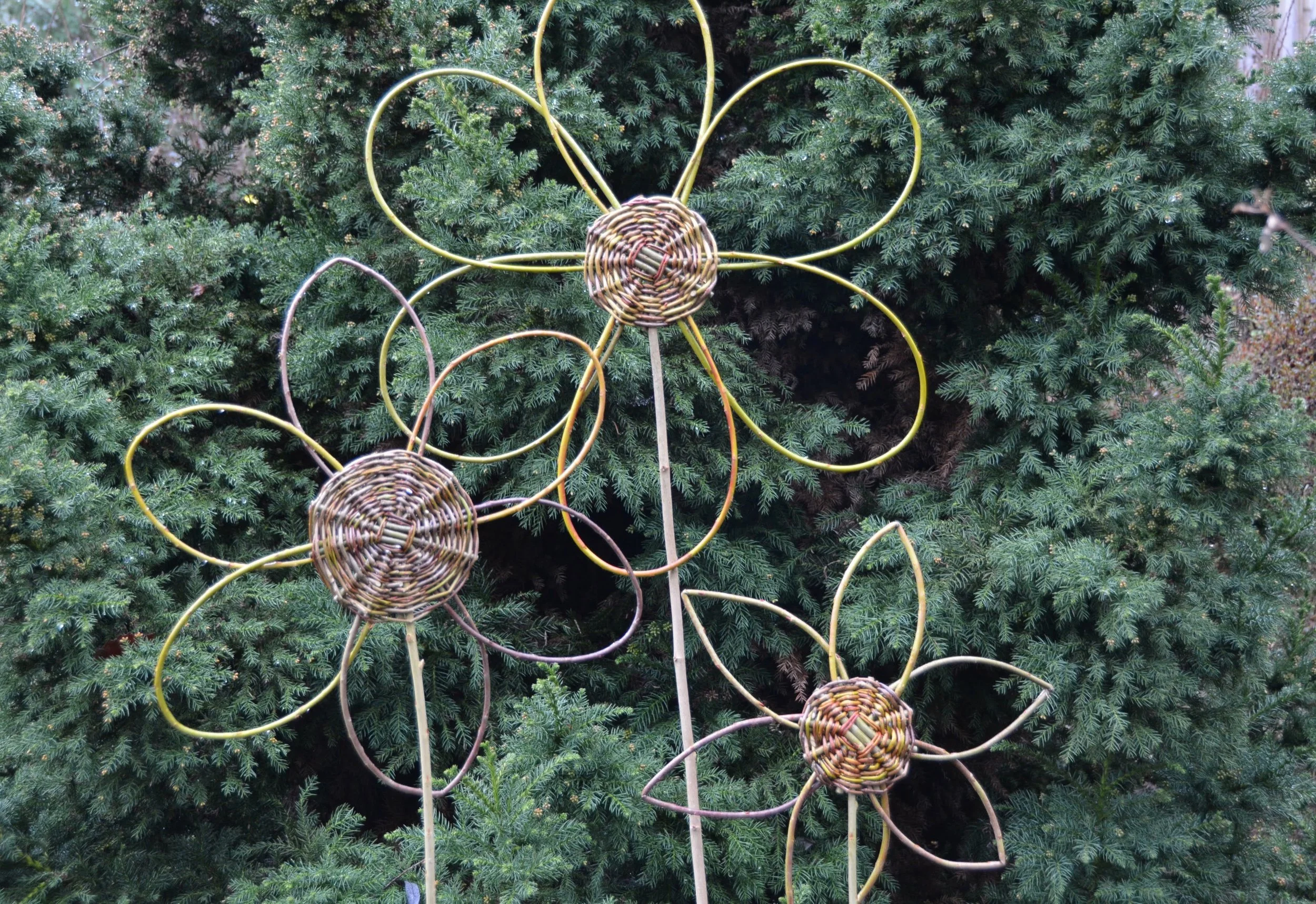 Willow Garden Flower (Morning)