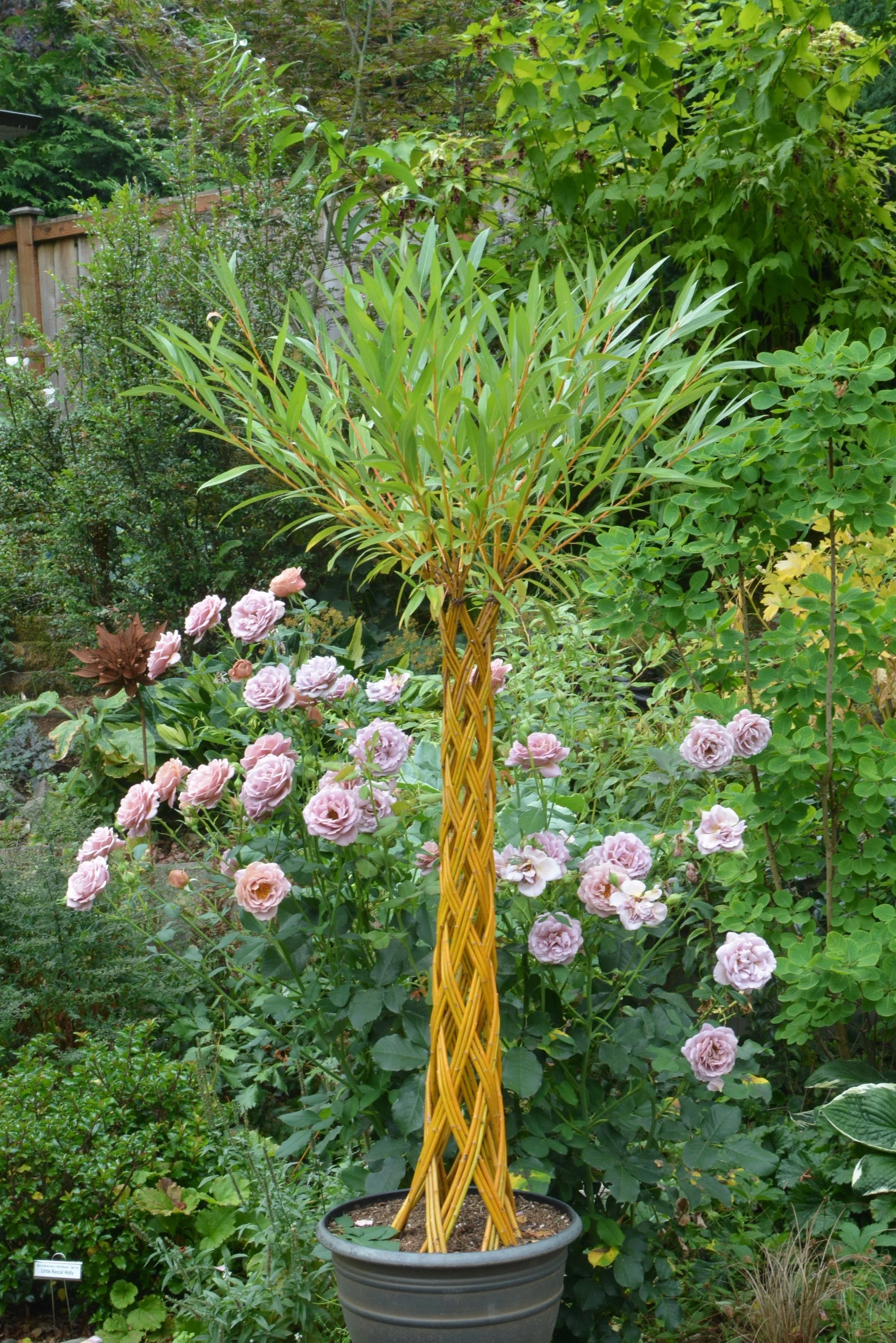 Larger version - Juane de Falaise willow (Copy)