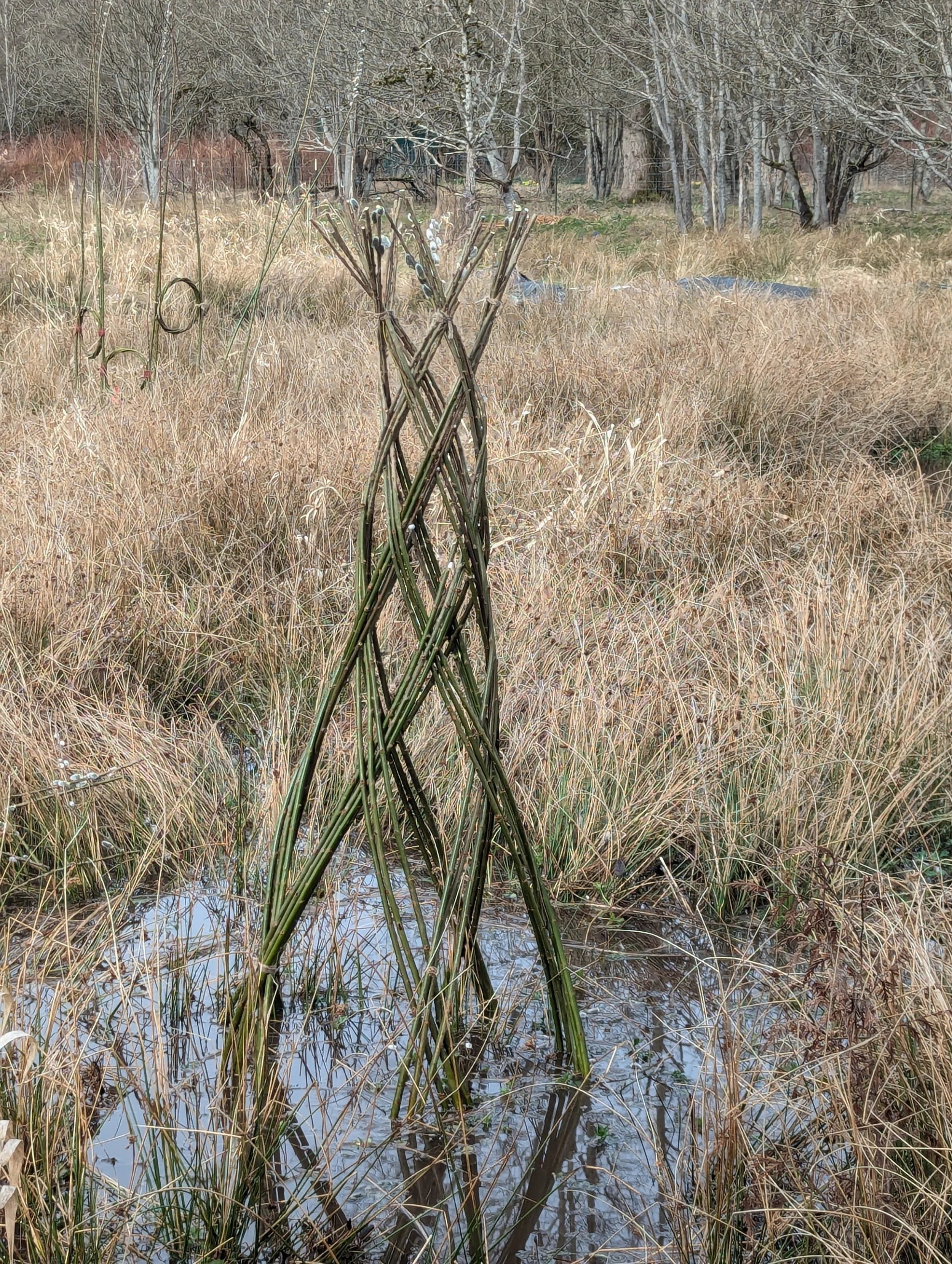 Large wild willow harlequin @ 21 Acres (Copy)