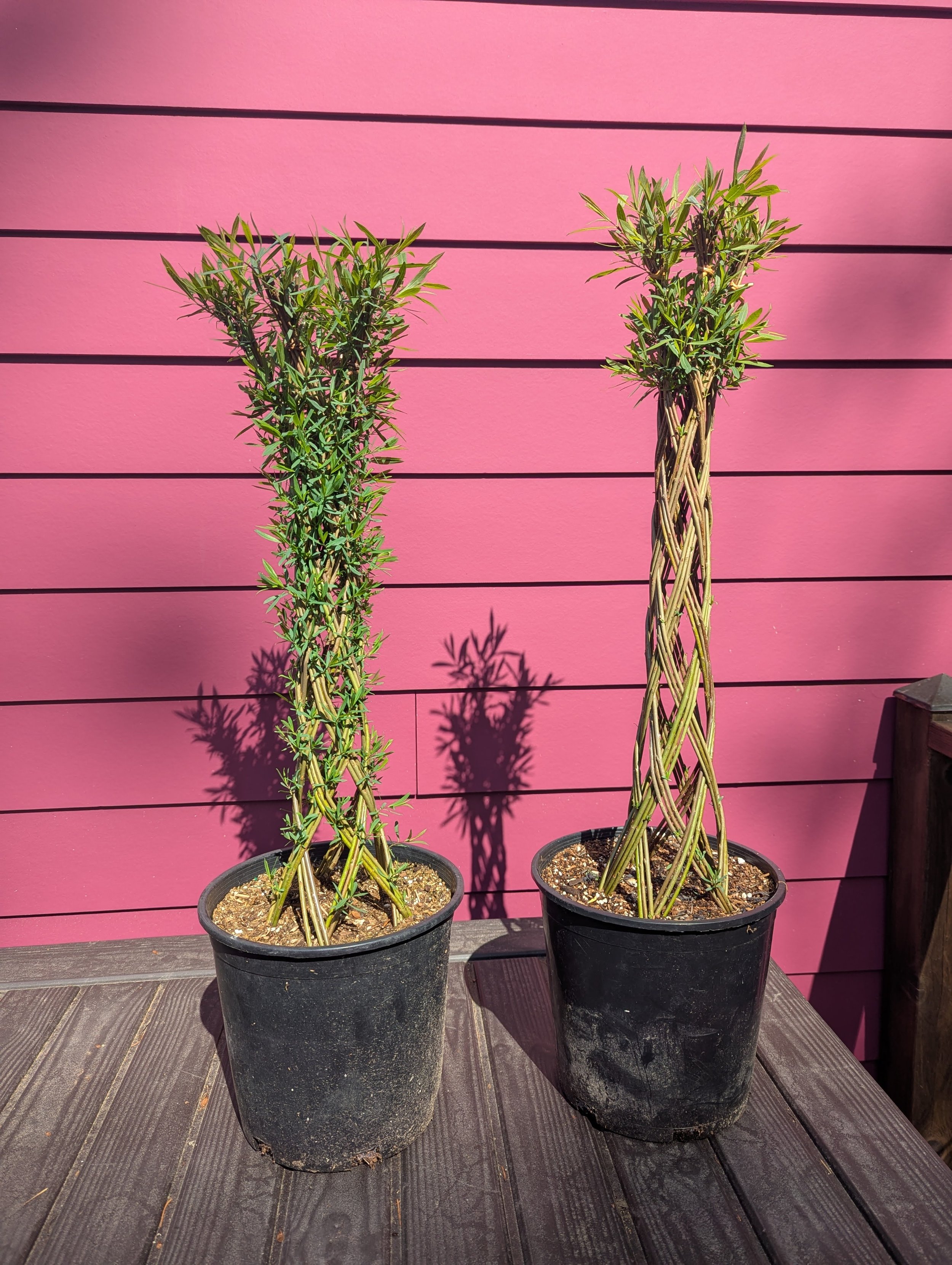 Simple spring pruning needed (Copy)