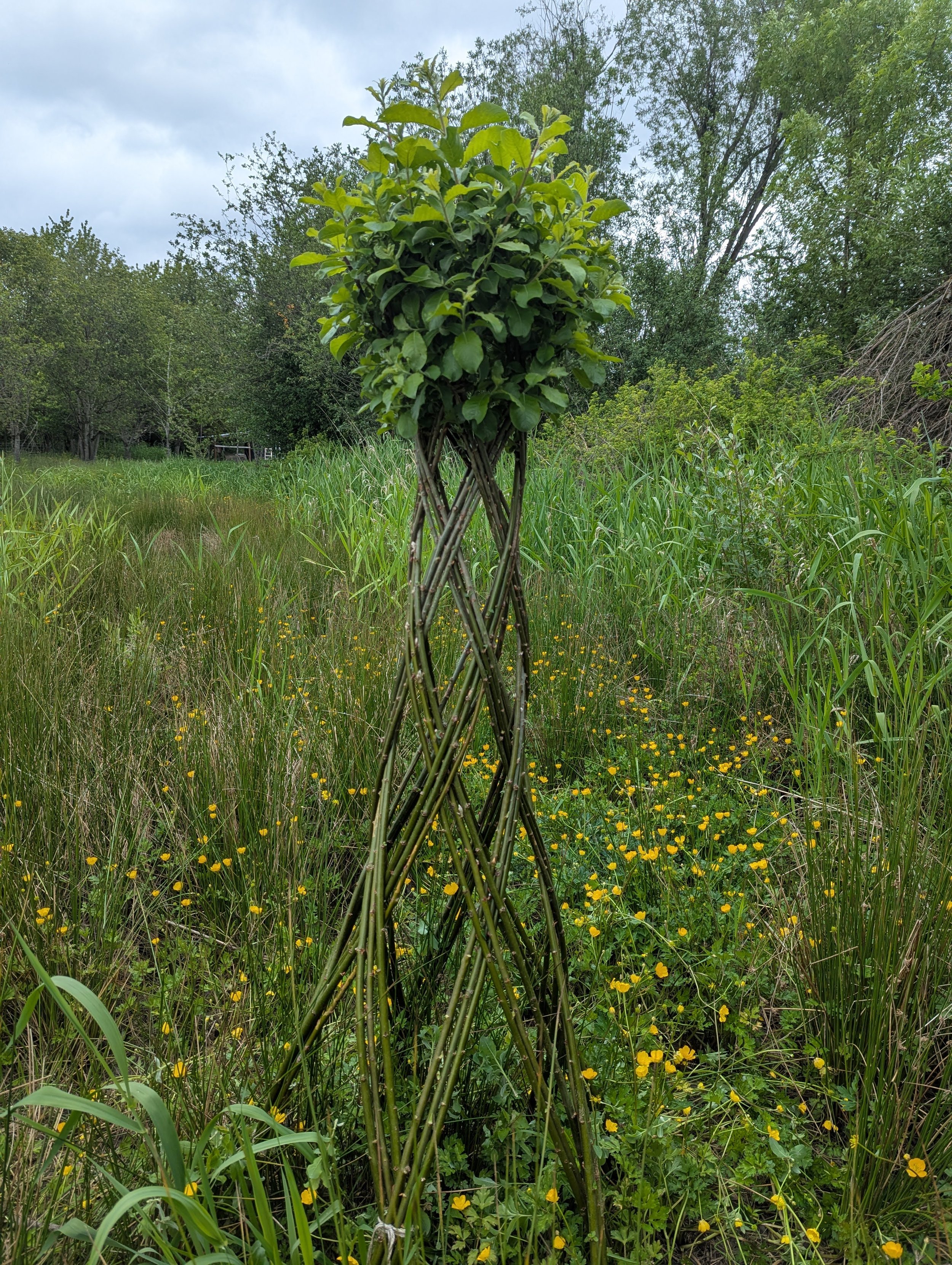 Wild willow leafing out (Copy)