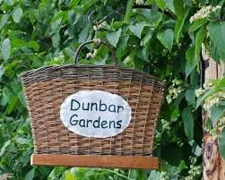 Planting &amp; Caring for Basketry Willow