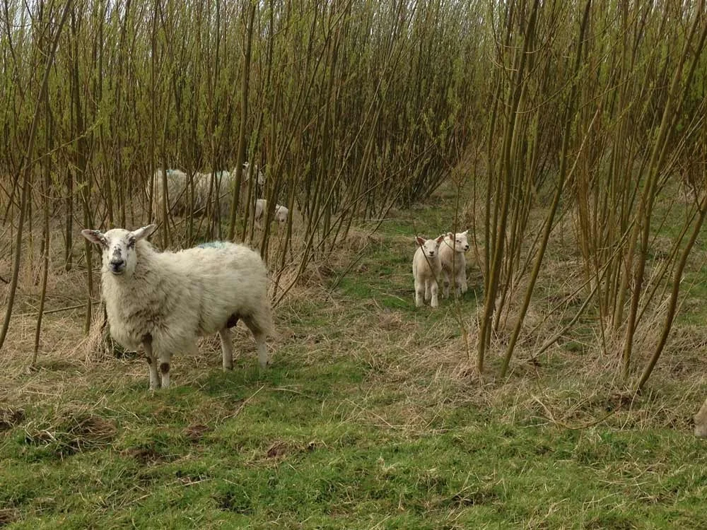 Willow for Farmers