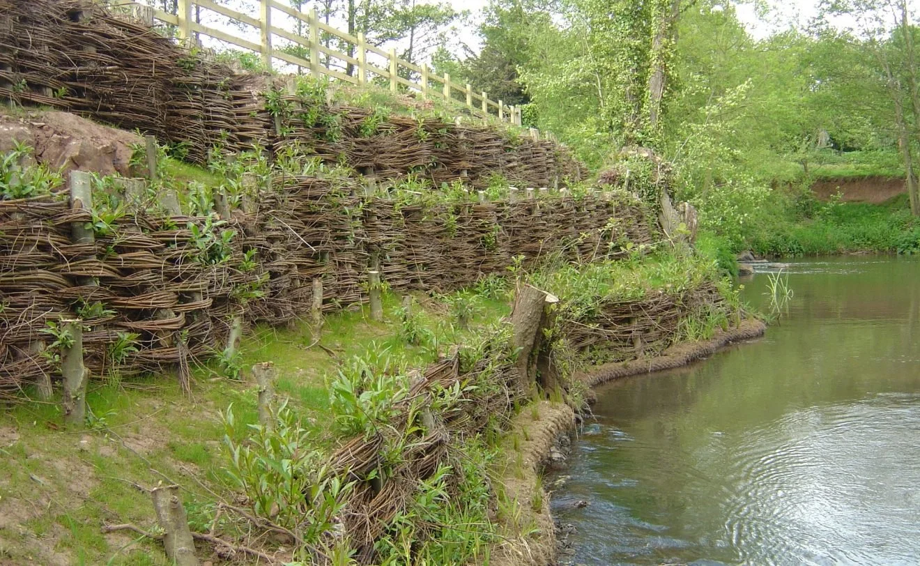 Native Willow for Restoration