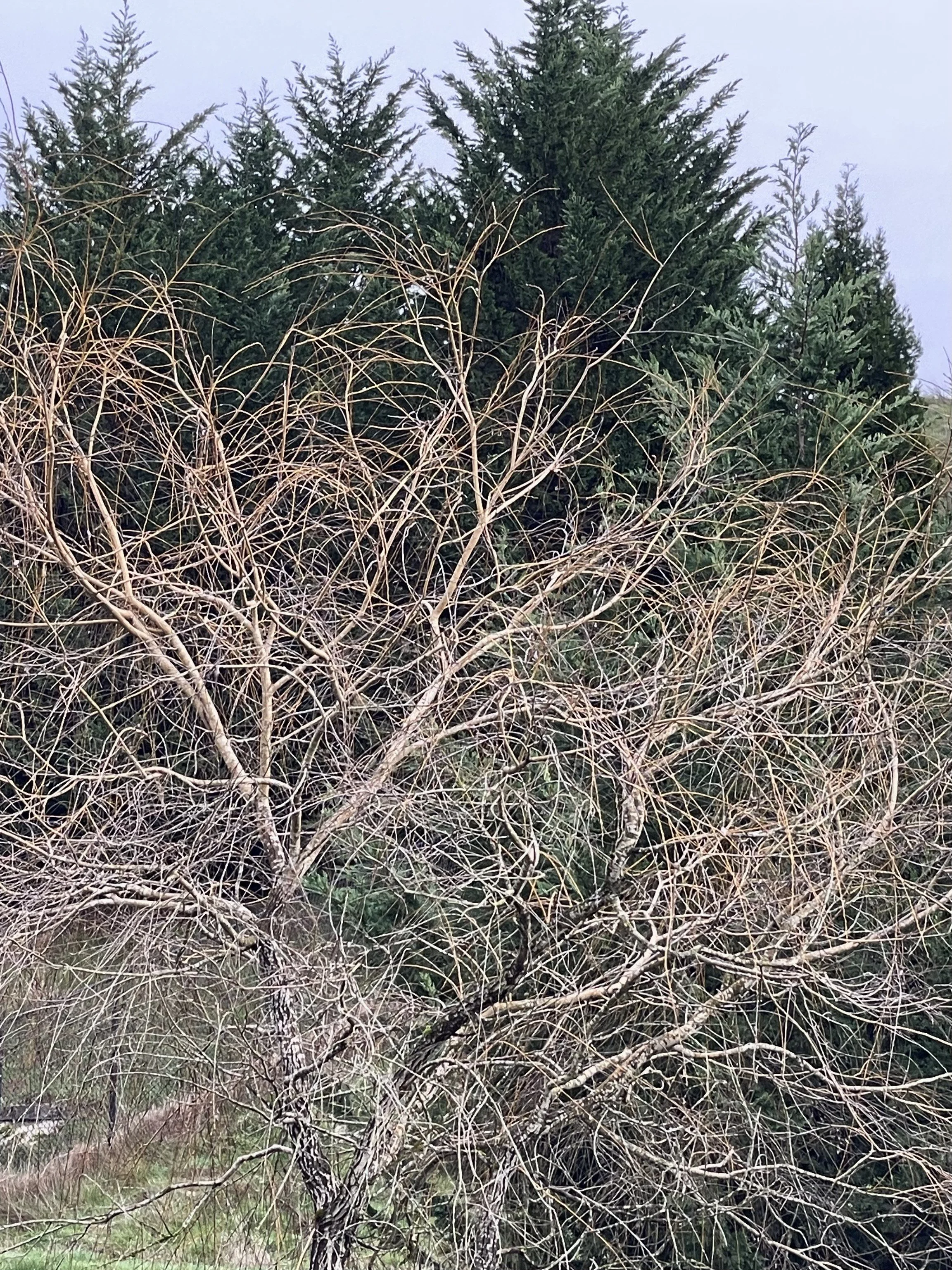 Maximize Marginal Lands with Willow Production