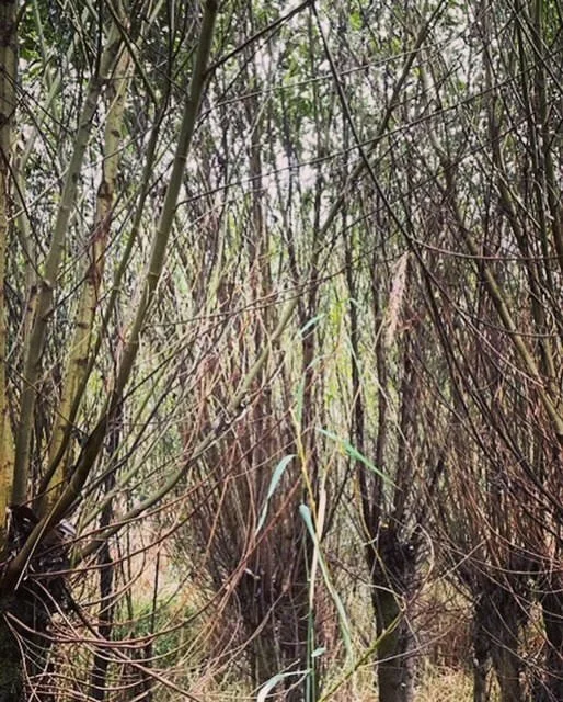 Native Willows: Powerful Plant Allies for Ecosystem Restoration