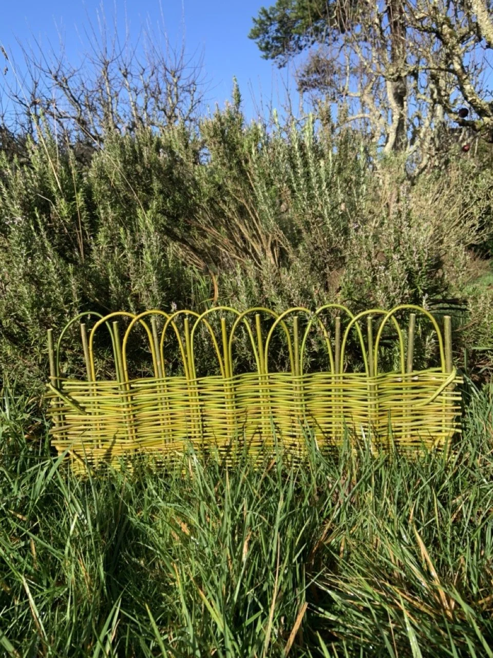 Sabina's willow garden edge view 1.jpeg