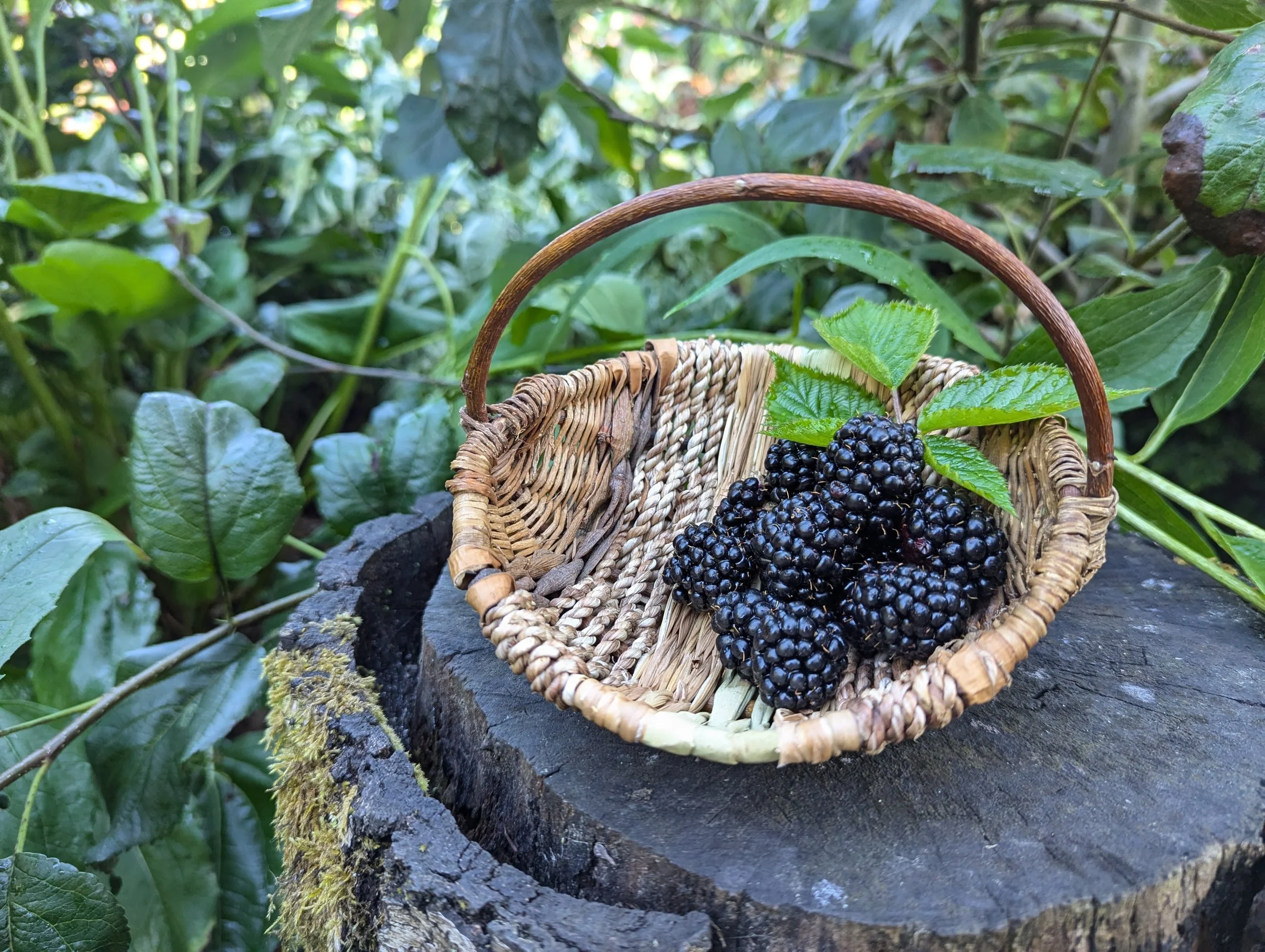 Petite Berry Basket - Dec 13th from 10am to 5pm