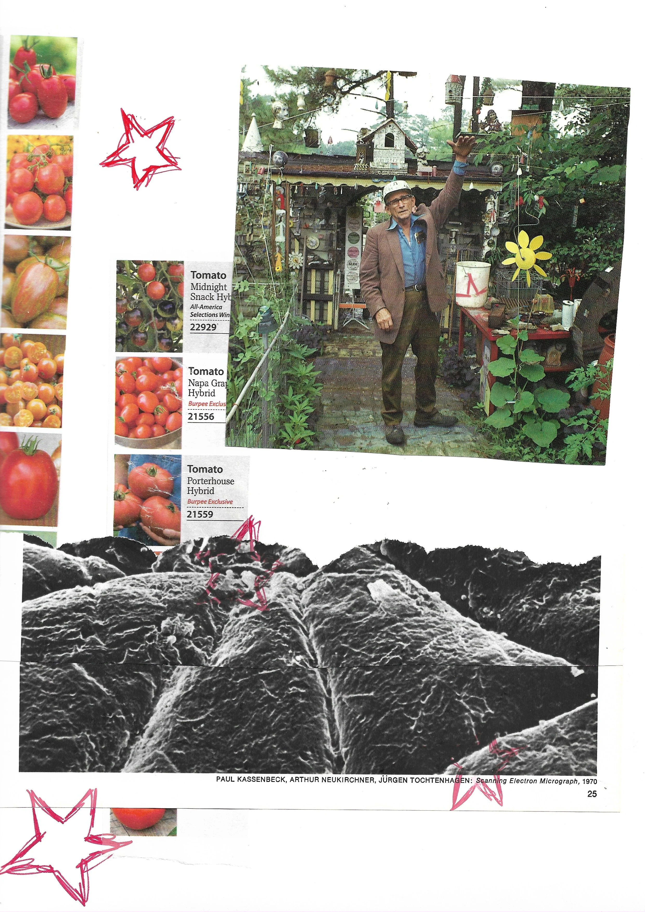Collage of a photo of howard finster, columns of tomatoes, and a scientific close-up of something 